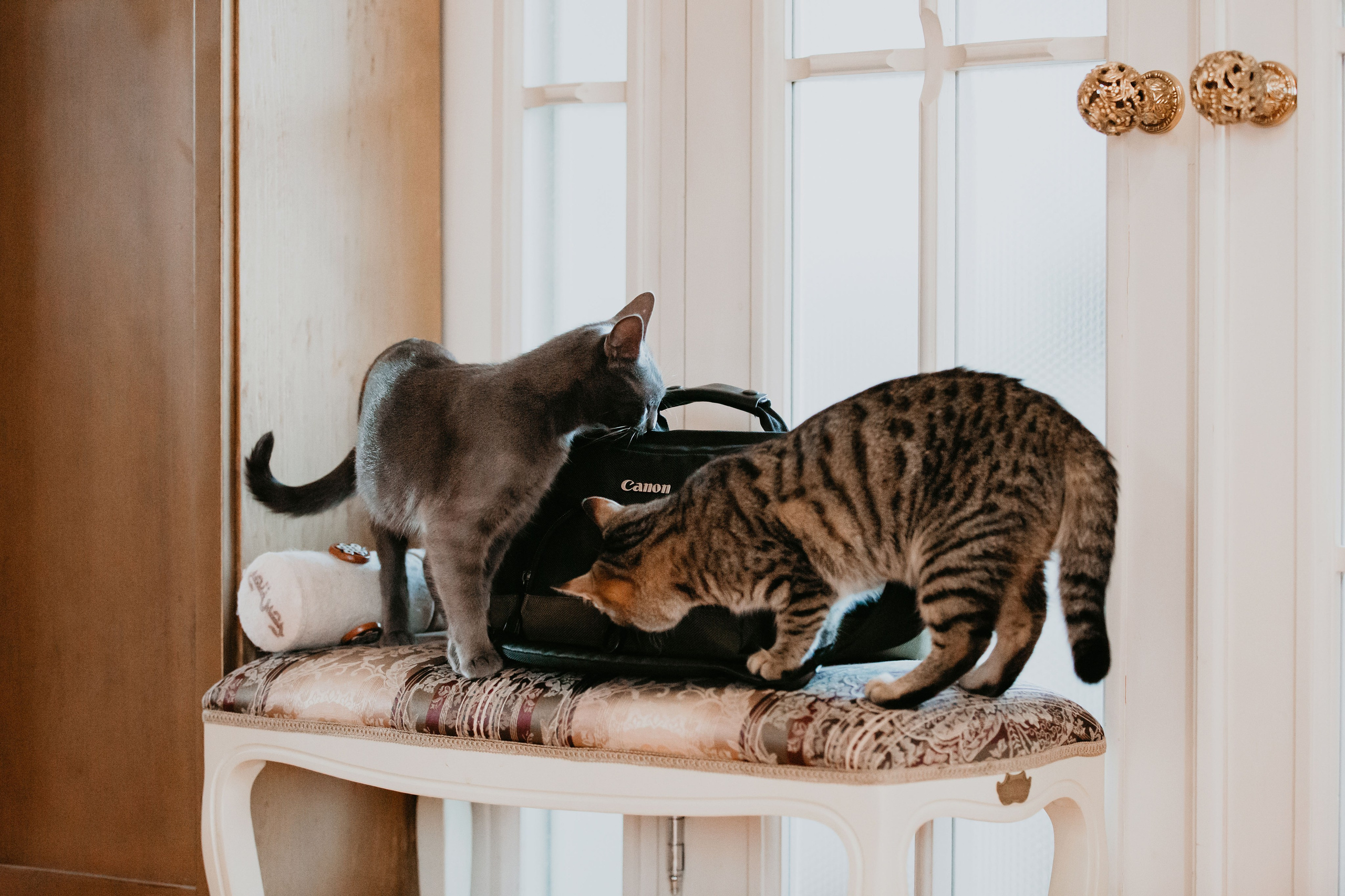 Фотосессия дома с Сиба-ину. Фотограф-анималист в Краснодаре Маша Мельникова