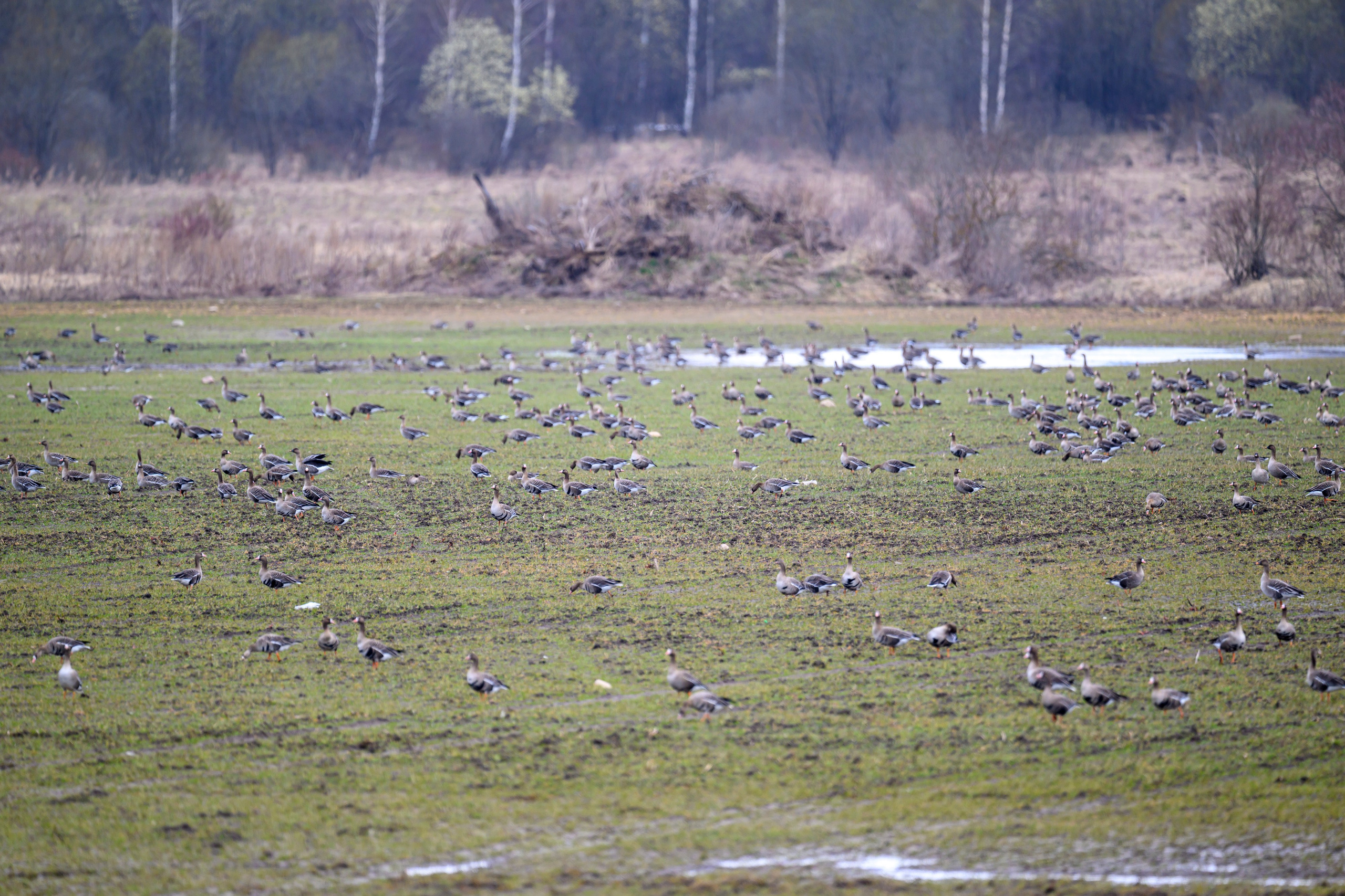 Лось и одинокий журавль. Wildlife photography by Sergey Puponin