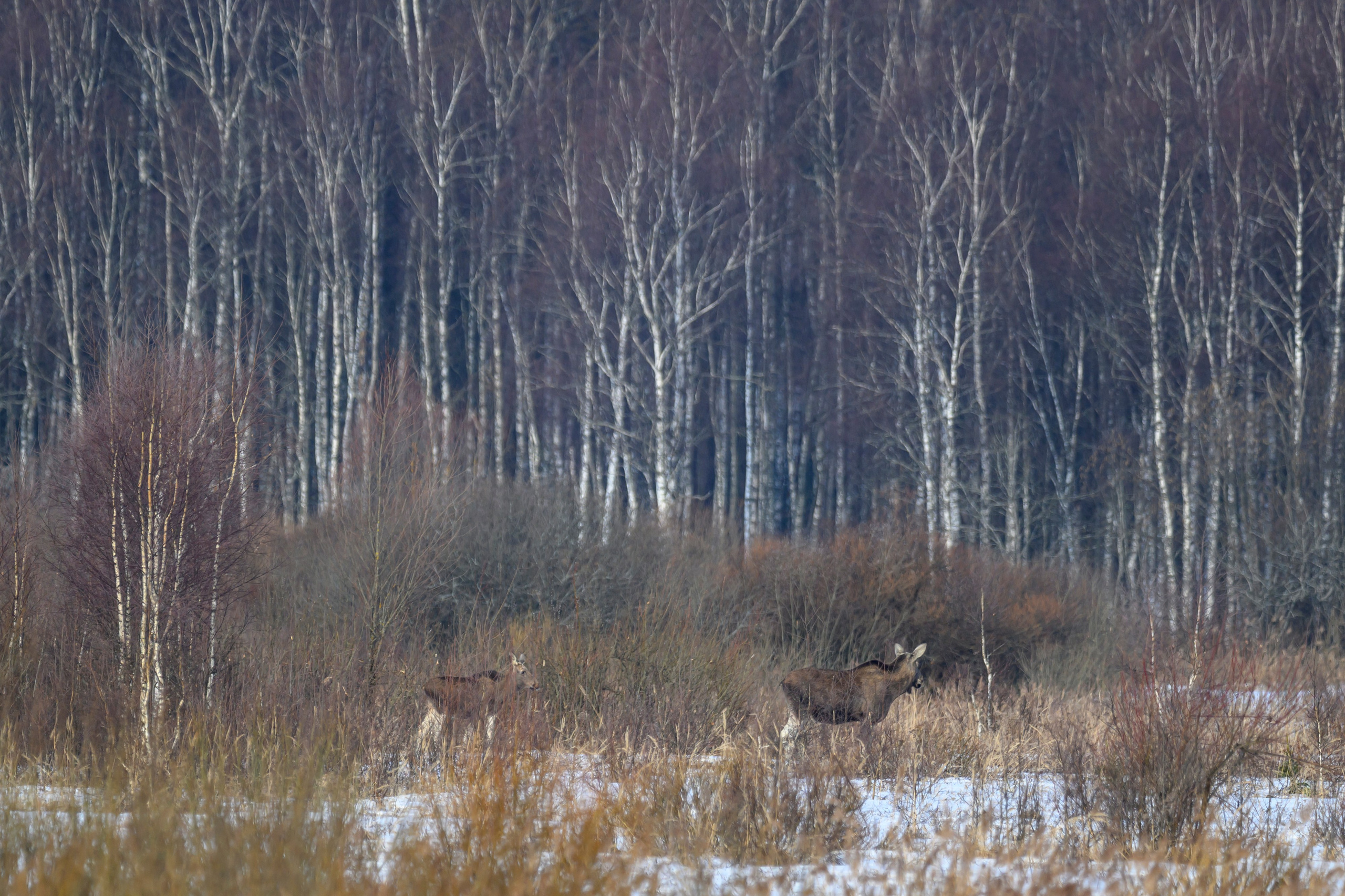 Лоси и куропатки. Фотограф Сергей Пупонин