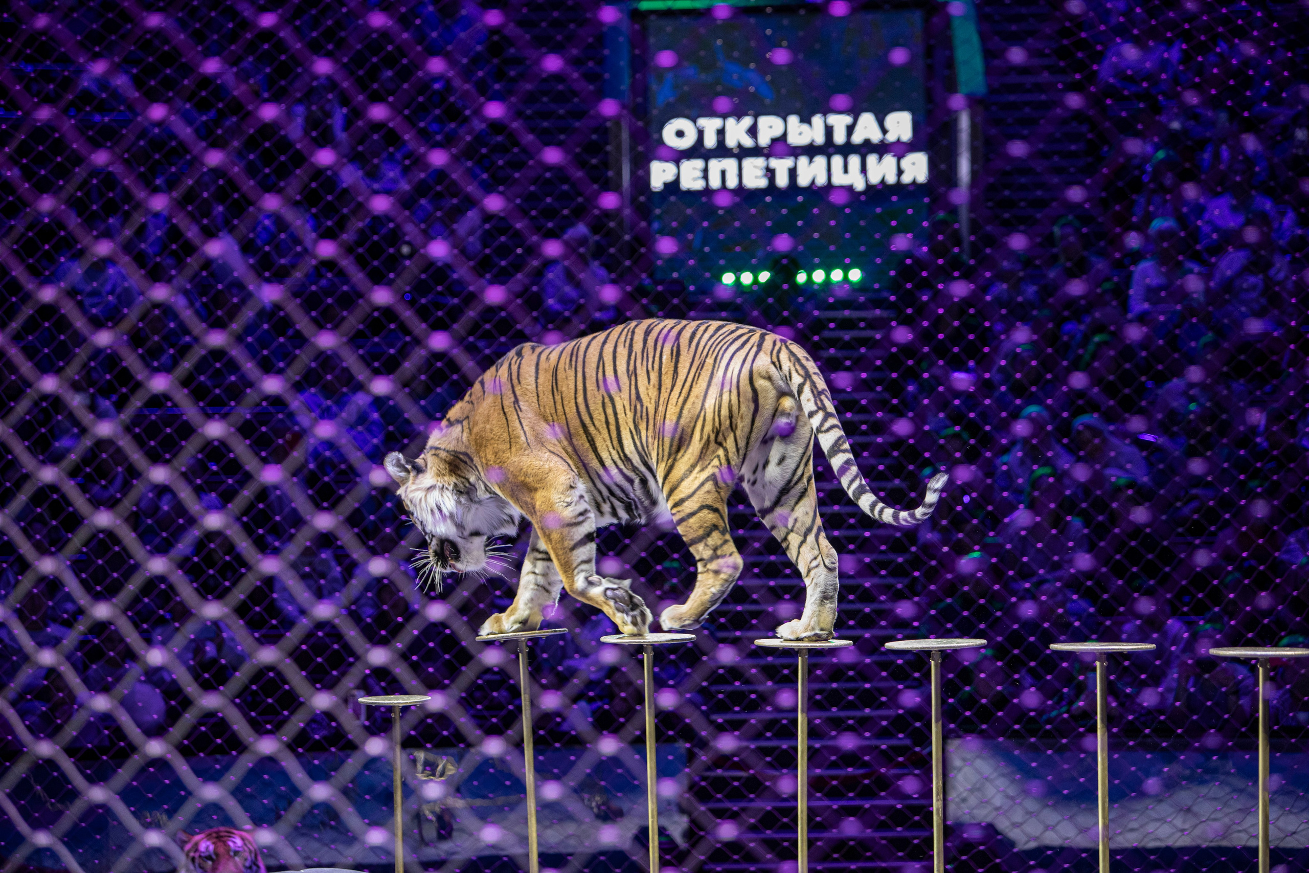 Большой Московский цирк. Фотограф Сергей Ловкий