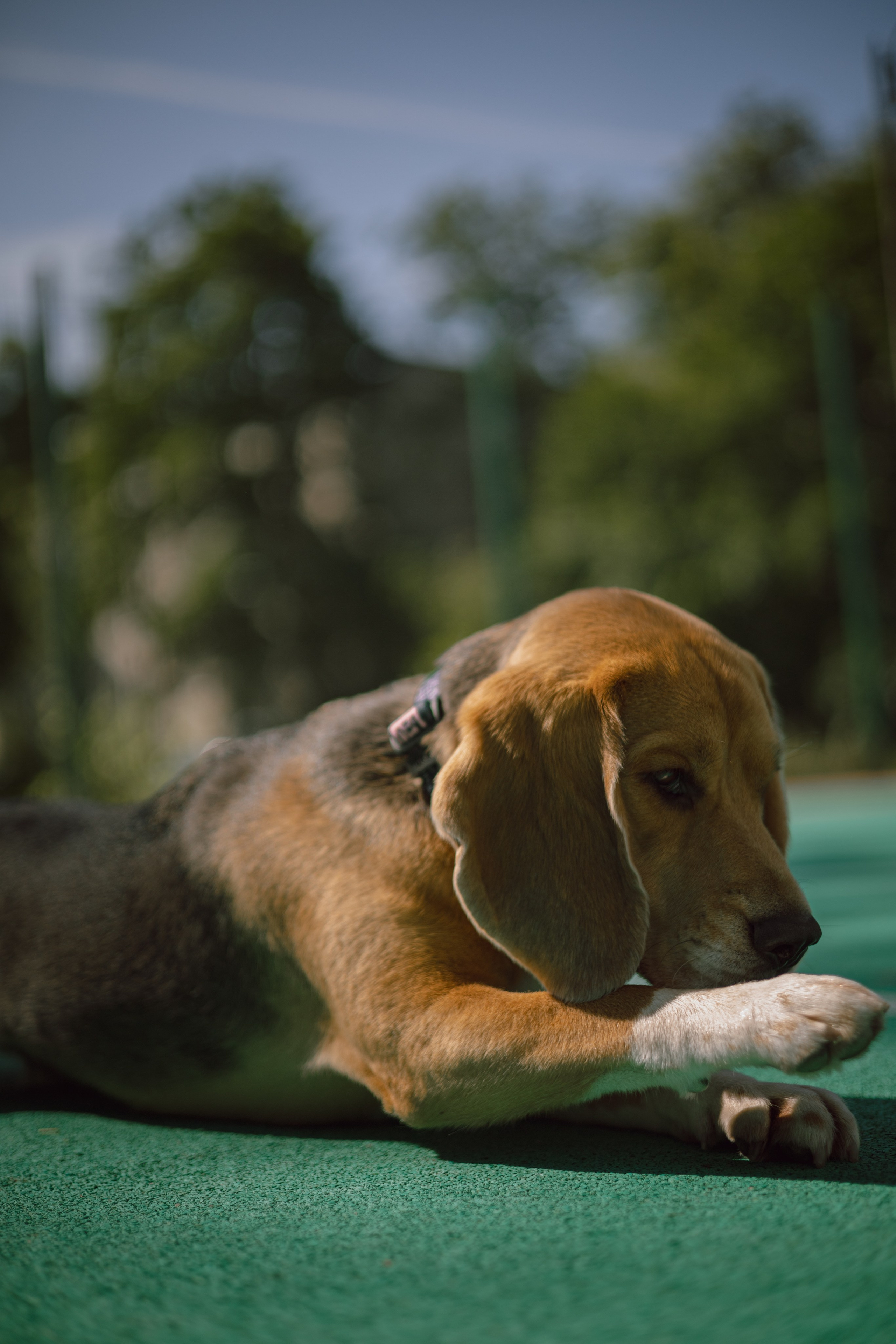 Катя и Оуджи. Фотограф — анималист •love-story•|Санкт-Петербург