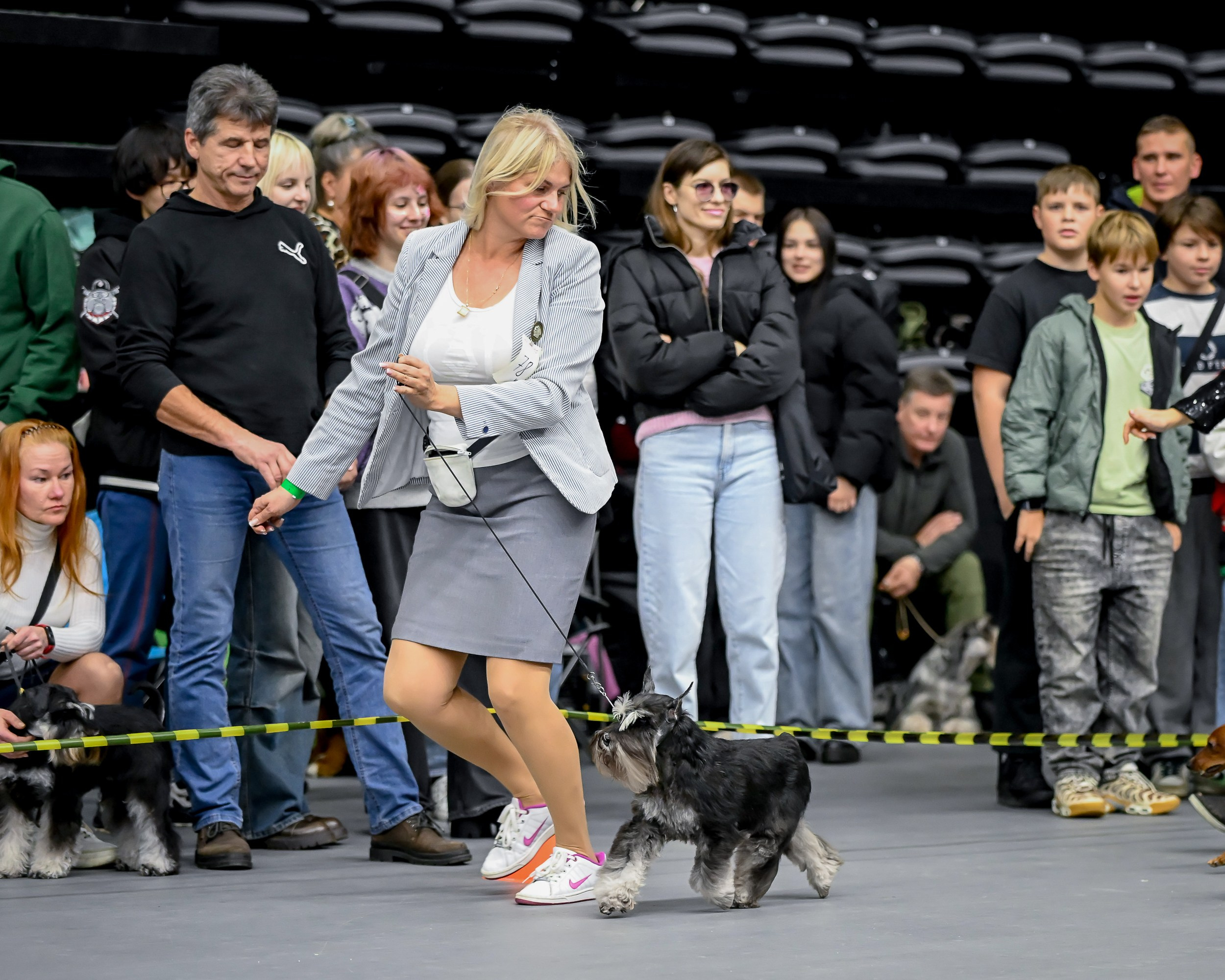 Софи/Asson Ari Vivien Marceau. Питомник цвергшнауцеров в Беларуси «Делинсо Бэлэнс»