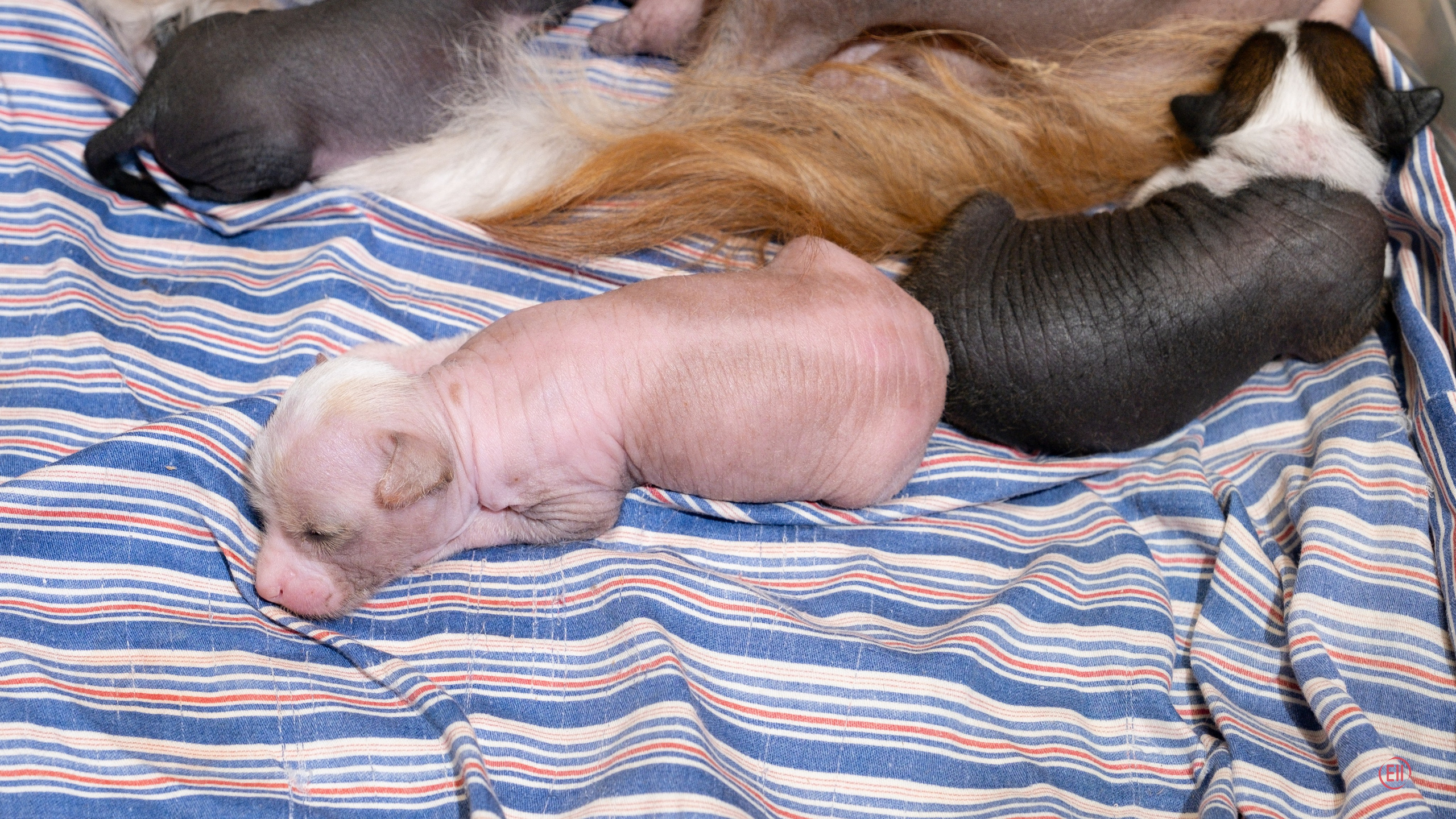 Chinese Crested Dog Kennel Poale Ell