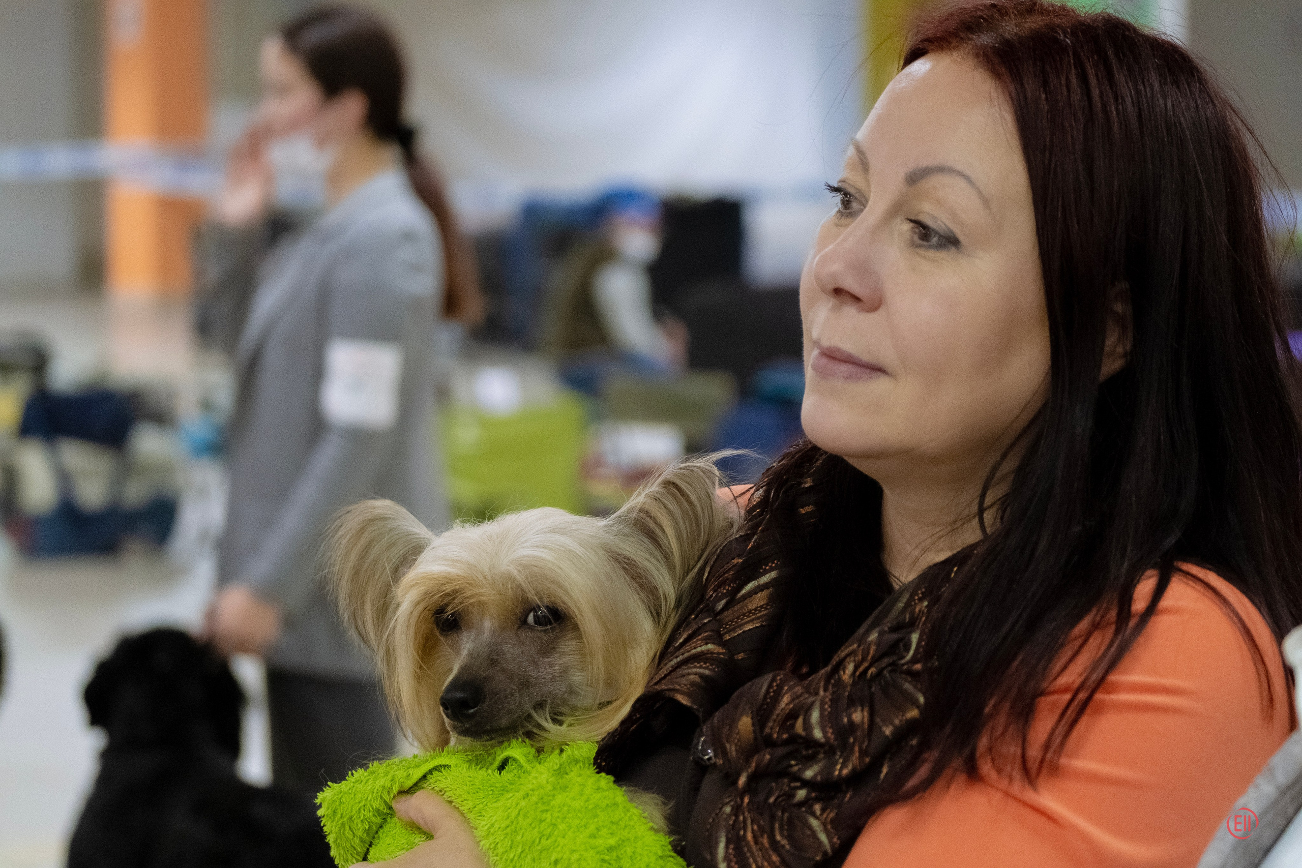 Poale Ell Cooper. Chinese Crested Dog Kennel Poale Ell