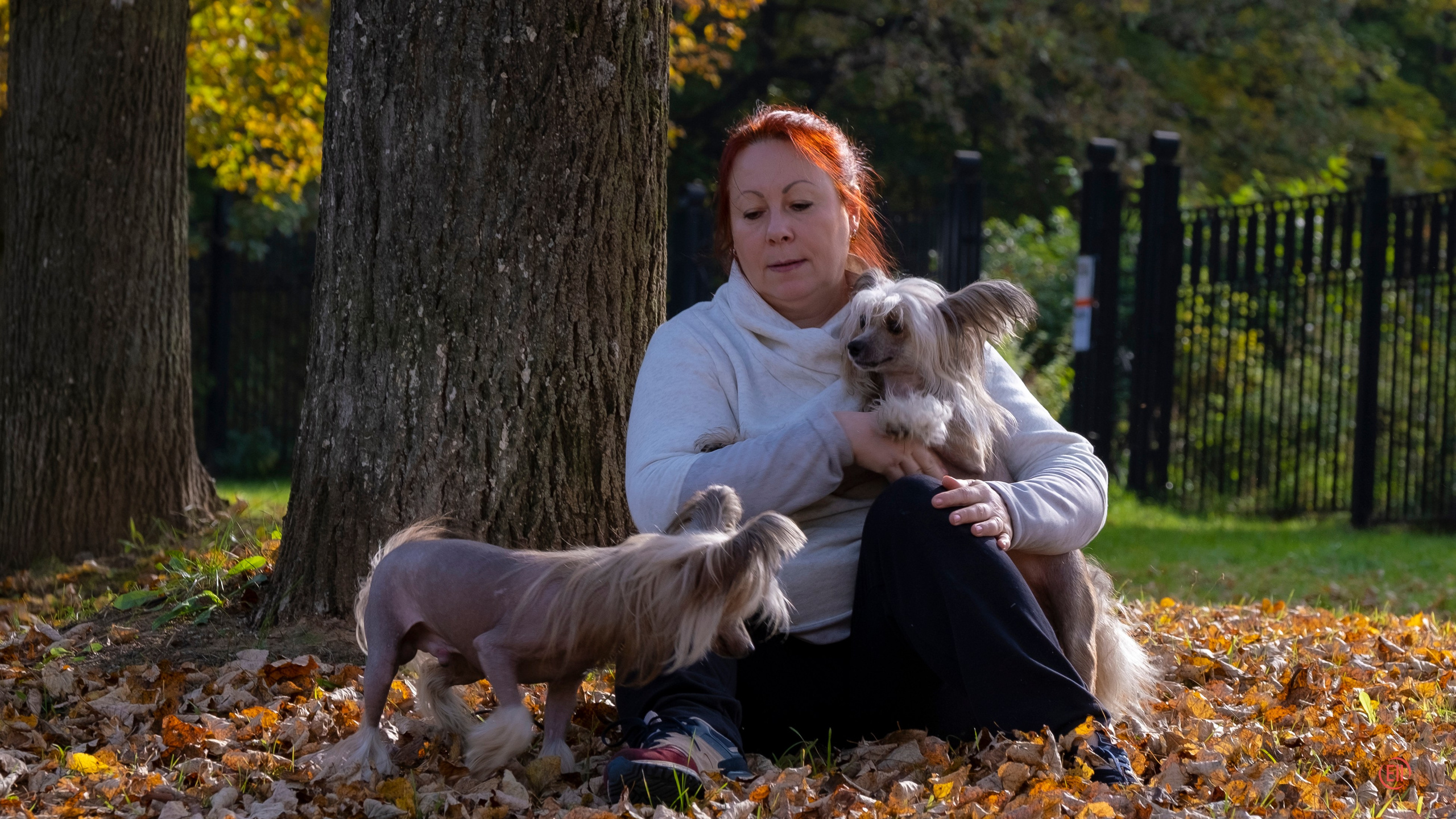 On a walk. Chinese Crested Dog Kennel Poale Ell