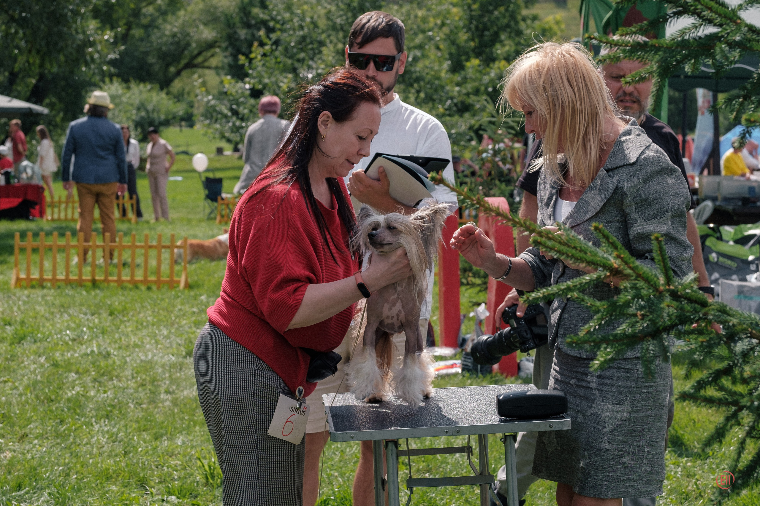 Липецк. Выставка собак. Питомник китайских хохлатых собак Poale Ell: купить щенка
