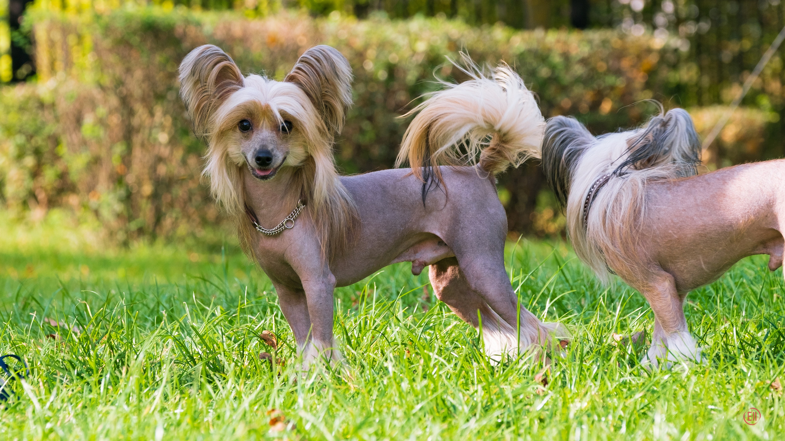 On a walk. Chinese Crested Dog Kennel Poale Ell