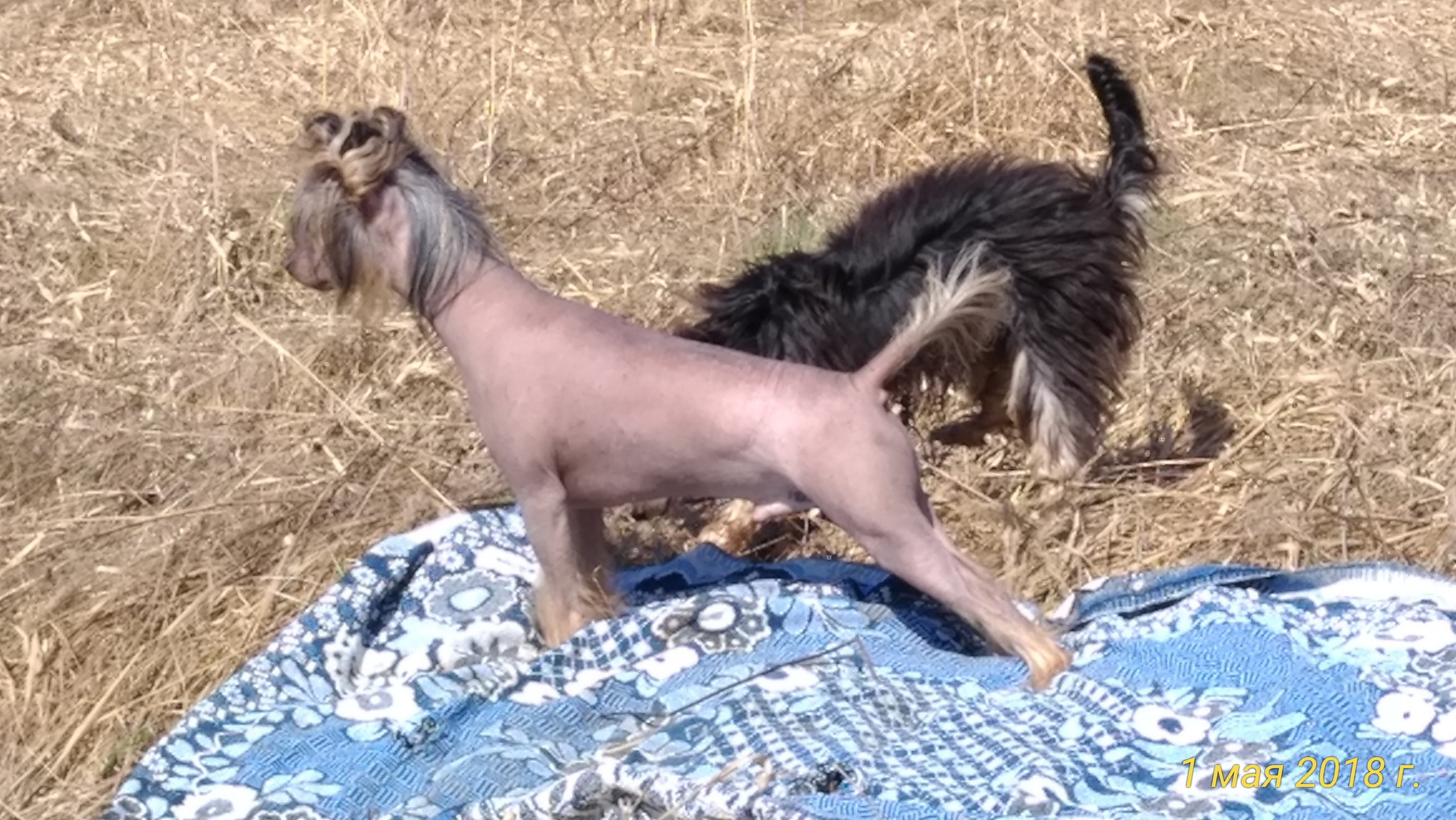 Adventure May 1, 2018 or a nursery on a walk. Chinese Crested Dog Kennel Poale Ell
