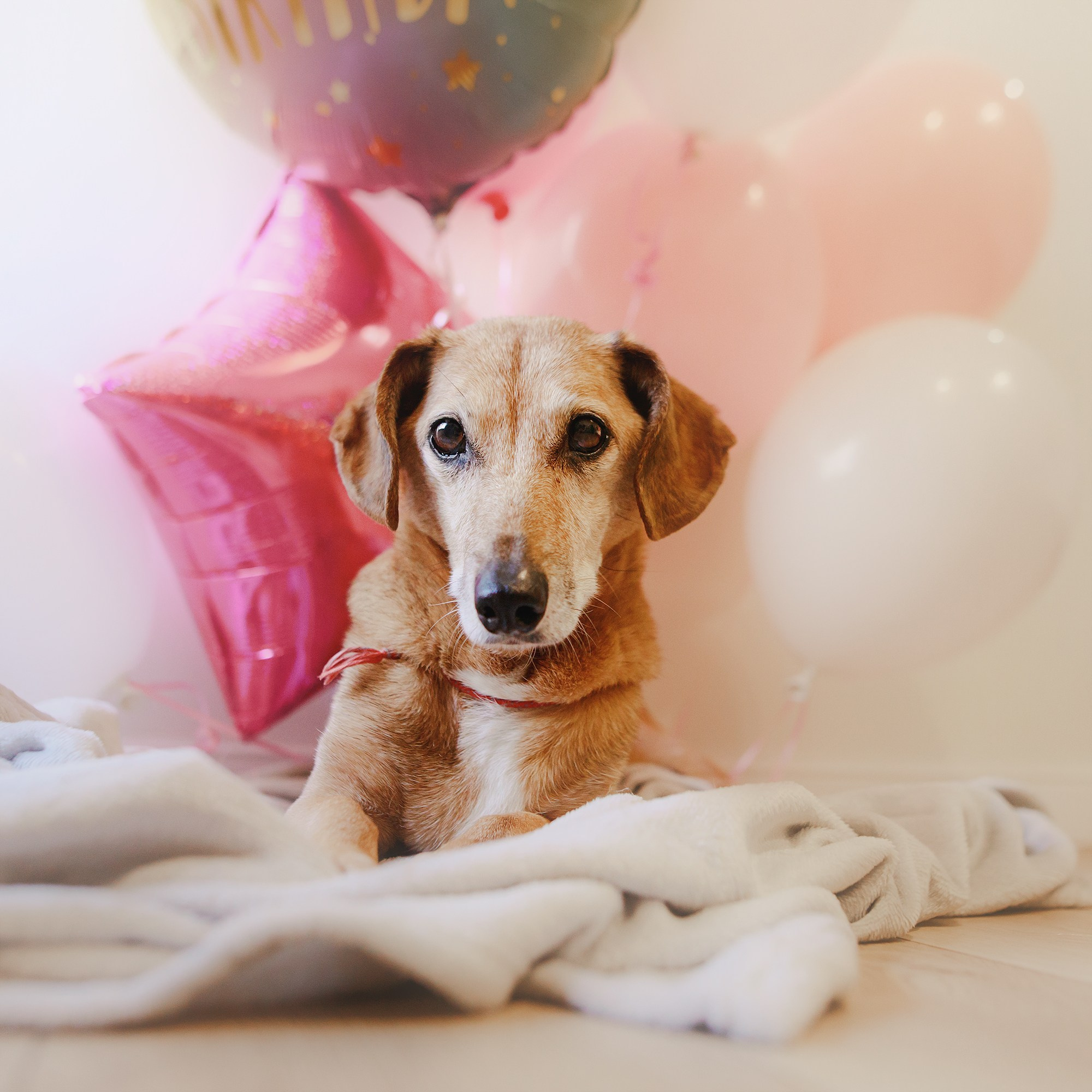 Фотограф-анималист Mary Mart — Москва, Питер