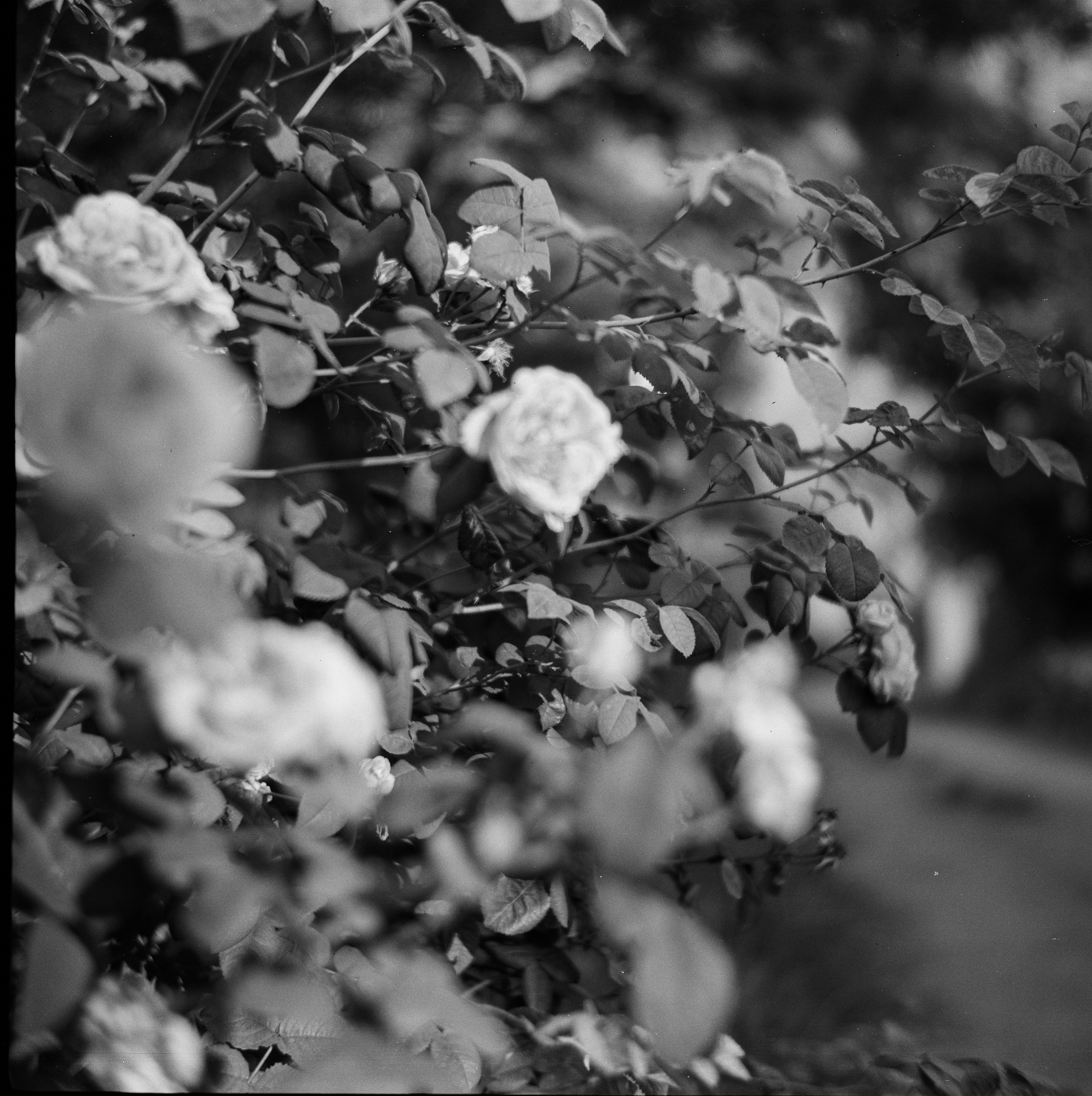 Sсhneider-Kreuznach Radionar 80mm f2.9