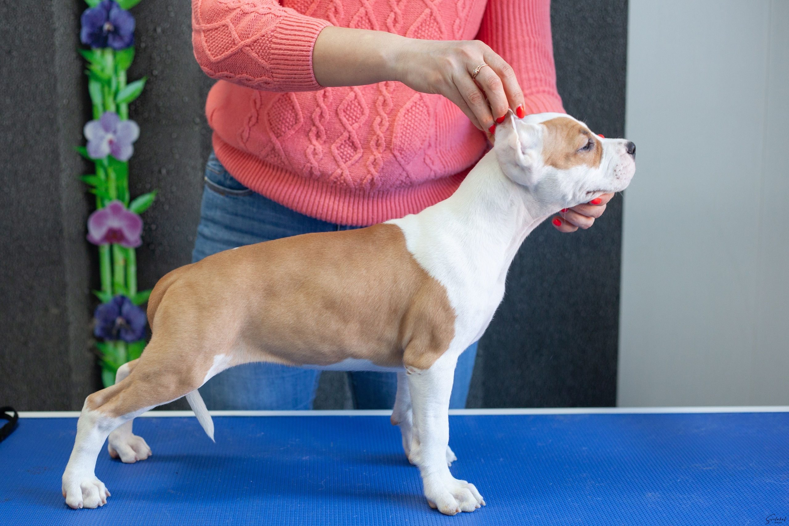 Щенки. Slavilada-Лапки. Свет. Любовь… Профессиональная фотосессия питомцев Для памяти, пристройства и продажи. Хабаровск