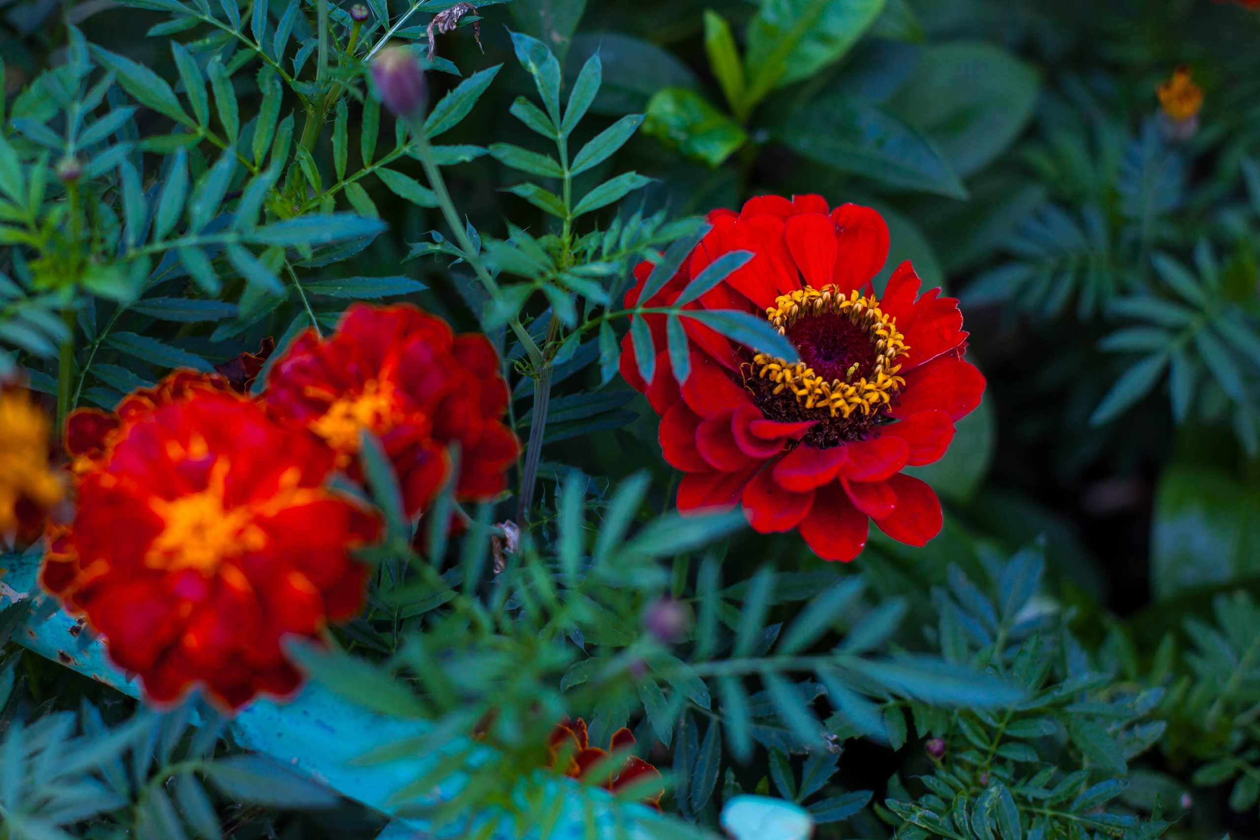 Провожаю лето. Slavilada-Лапки. Свет. Любовь… Профессиональная фотосессия питомцев Для памяти, пристройства и продажи. Хабаровск