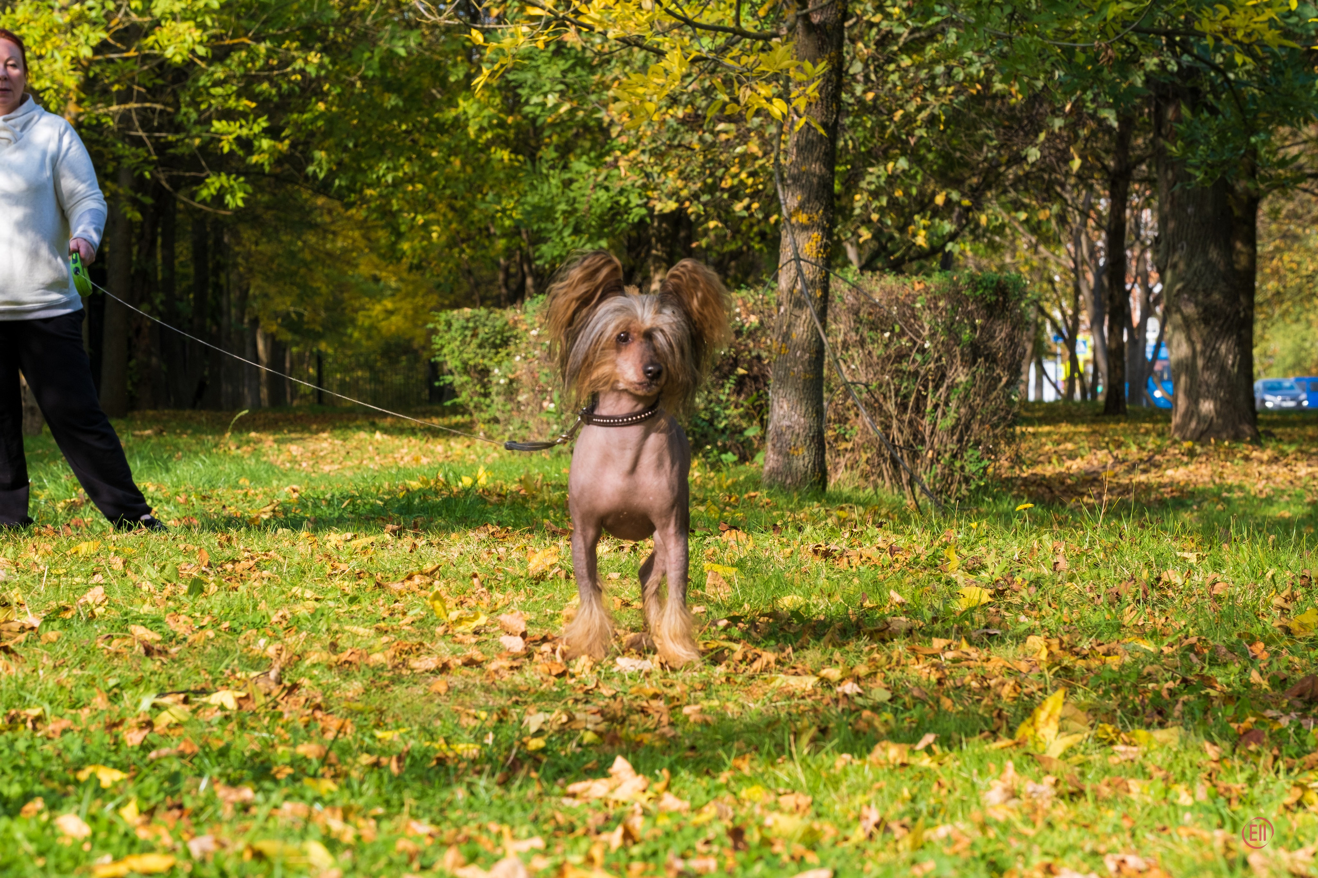 On a walk. Chinese Crested Dog Kennel Poale Ell