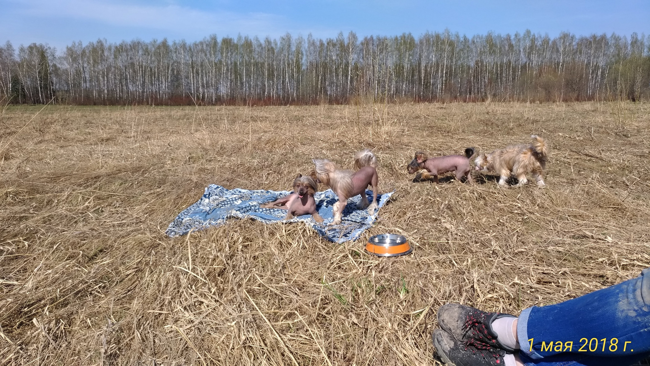 Adventure May 1, 2018 or a nursery on a walk. Chinese Crested Dog Kennel Poale Ell