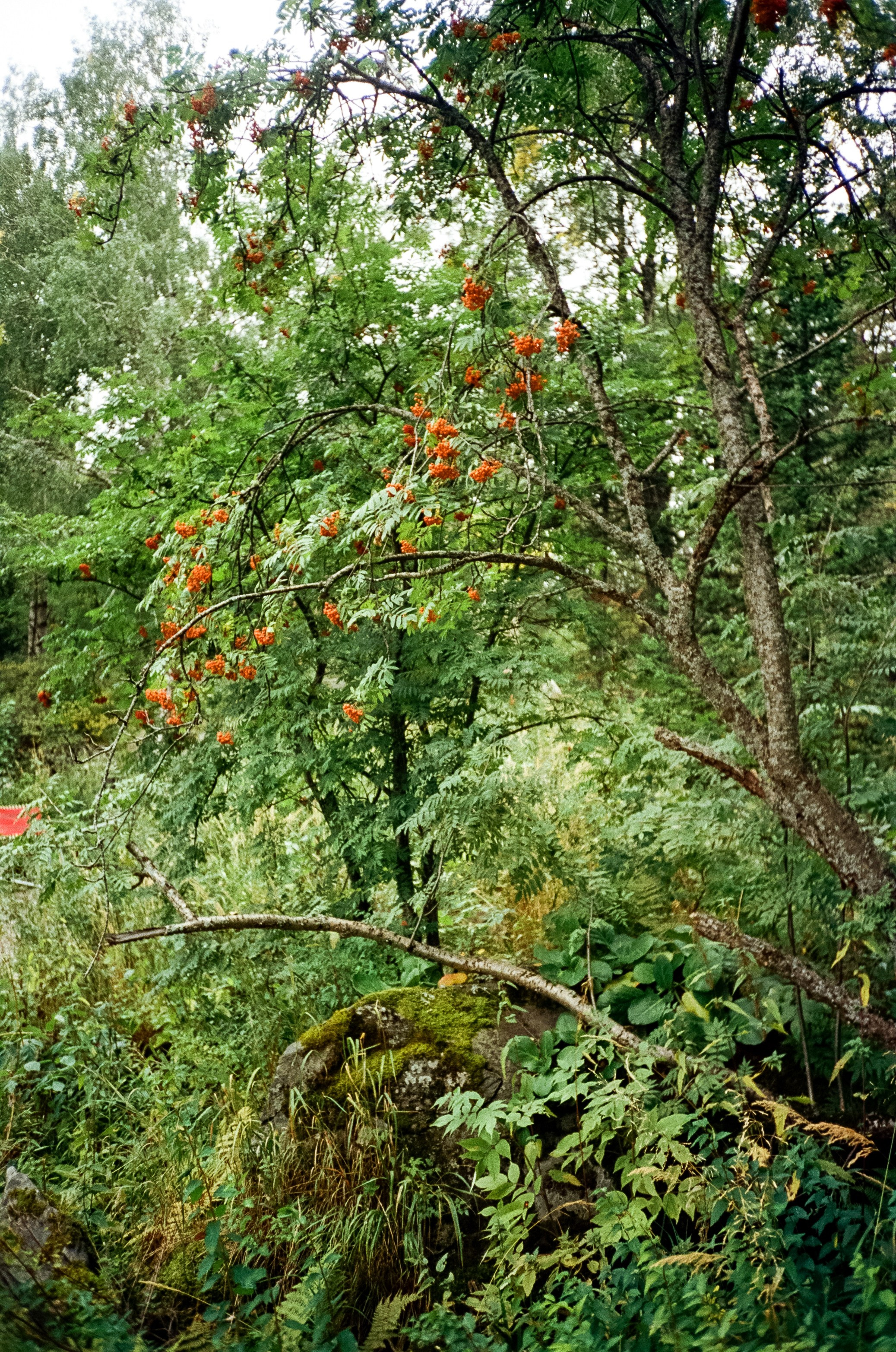 Горный курорт Манжерок, мост Царская охота и Белые скалы. Фотограф-документалист Мария Осокина