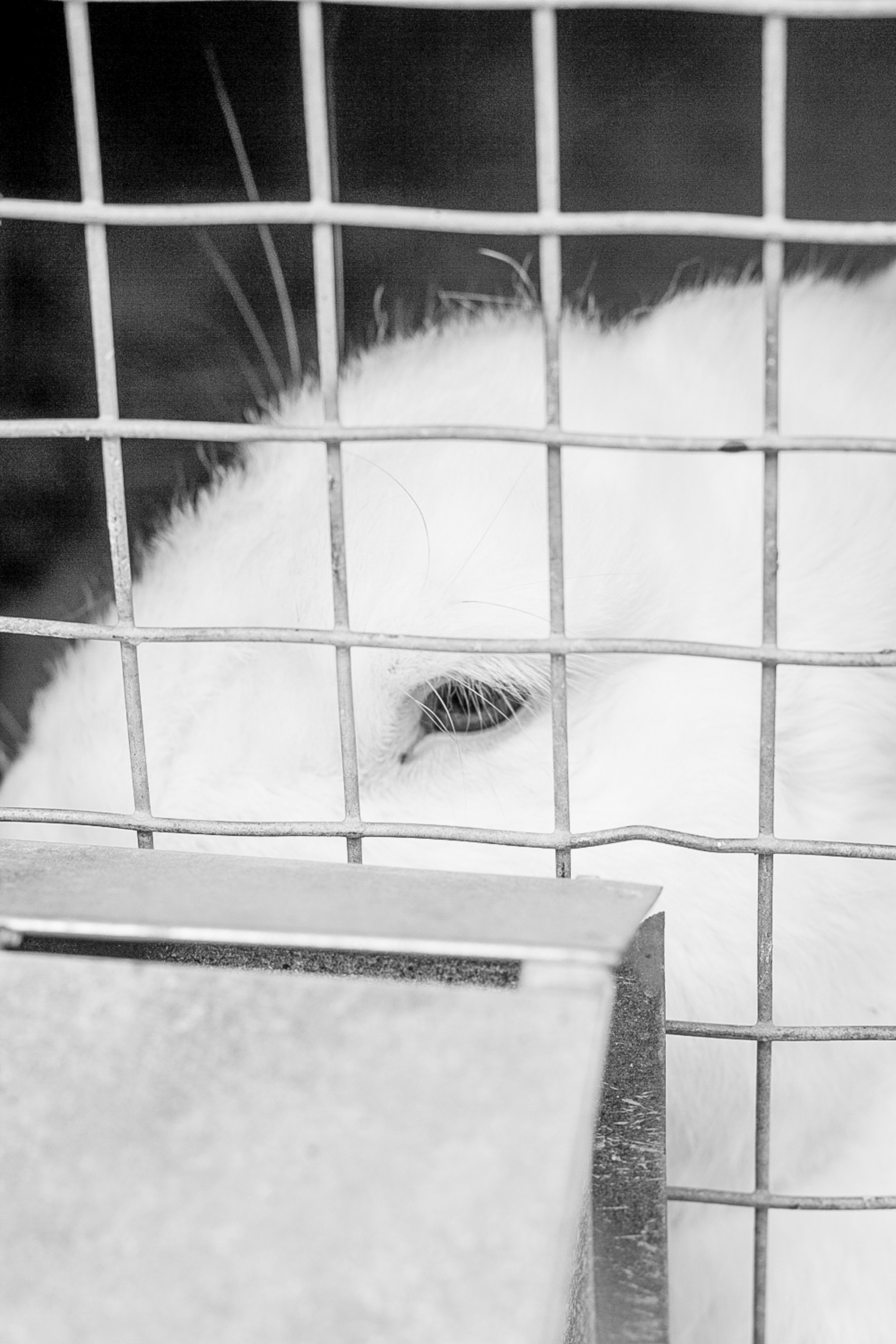 Shunya. Kristina Sergeeva