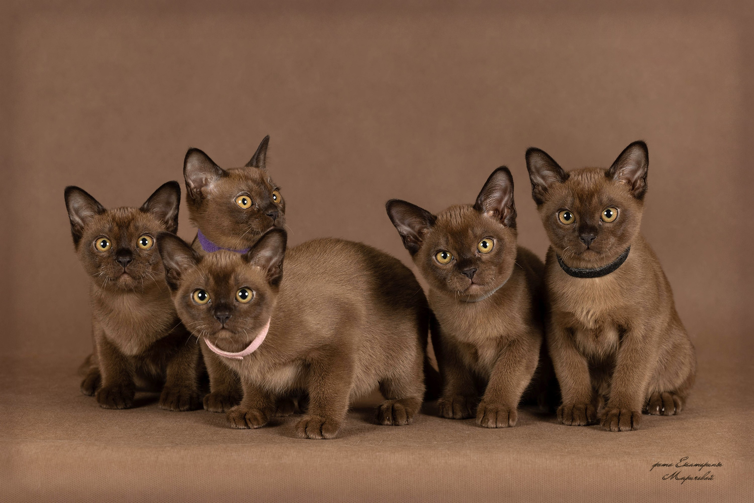 Студийная съёмка на моей территории. Фотограф-анималист в Омске Екатерина Маричева