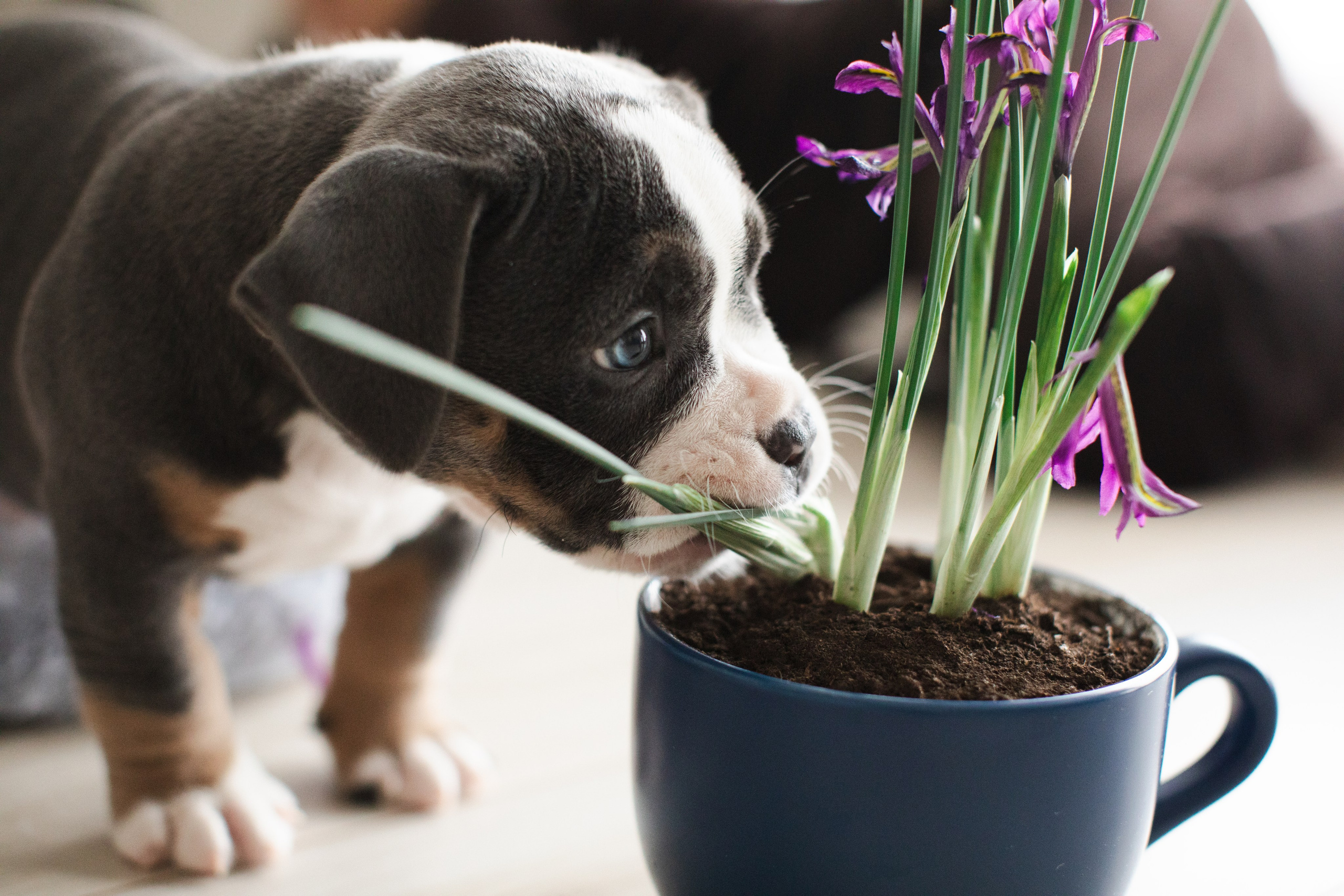Портретная и семейная съемка. Фотограф анималист
