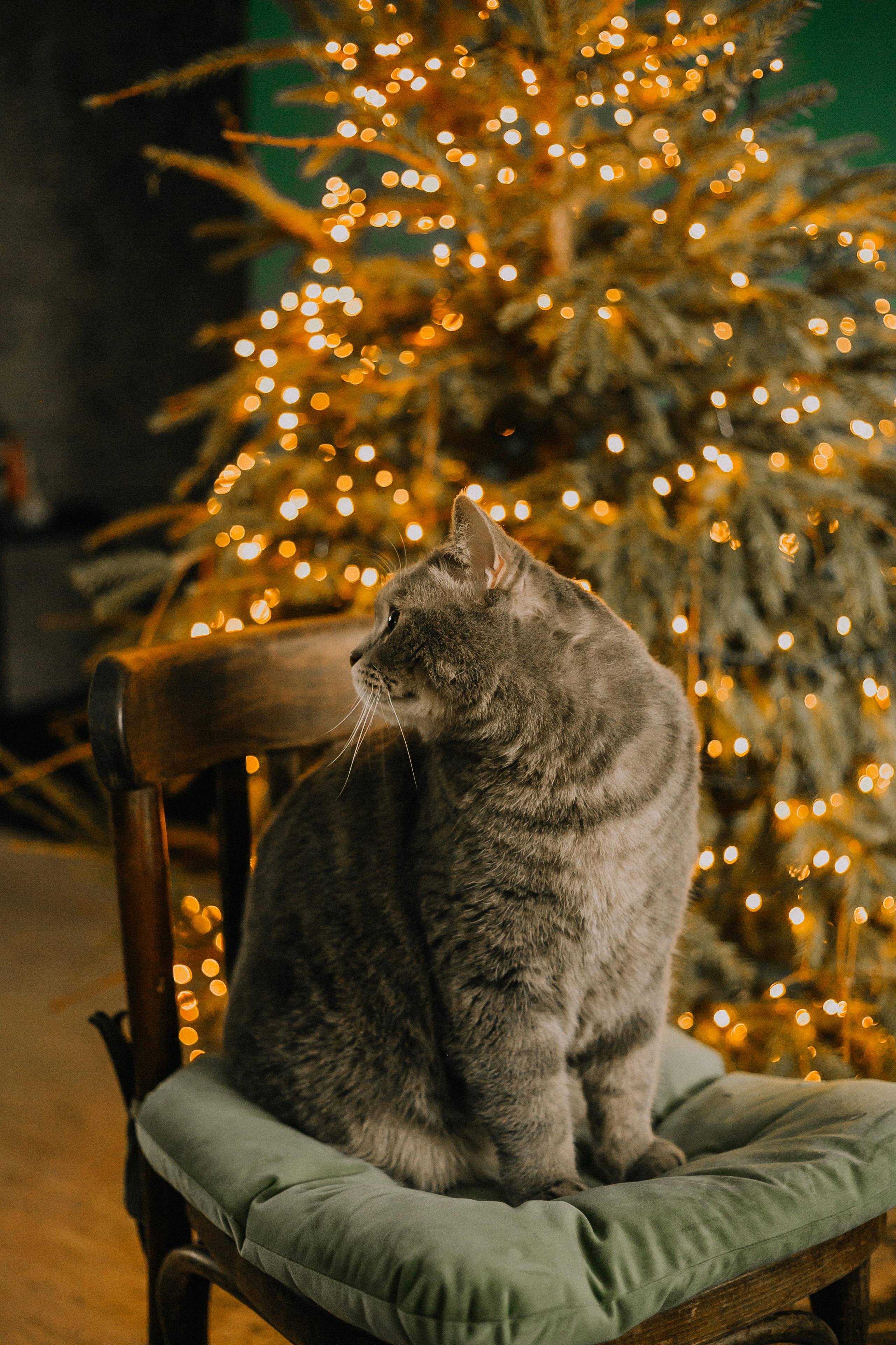 Animal. Фотограф Краснодар Марго Хелбен