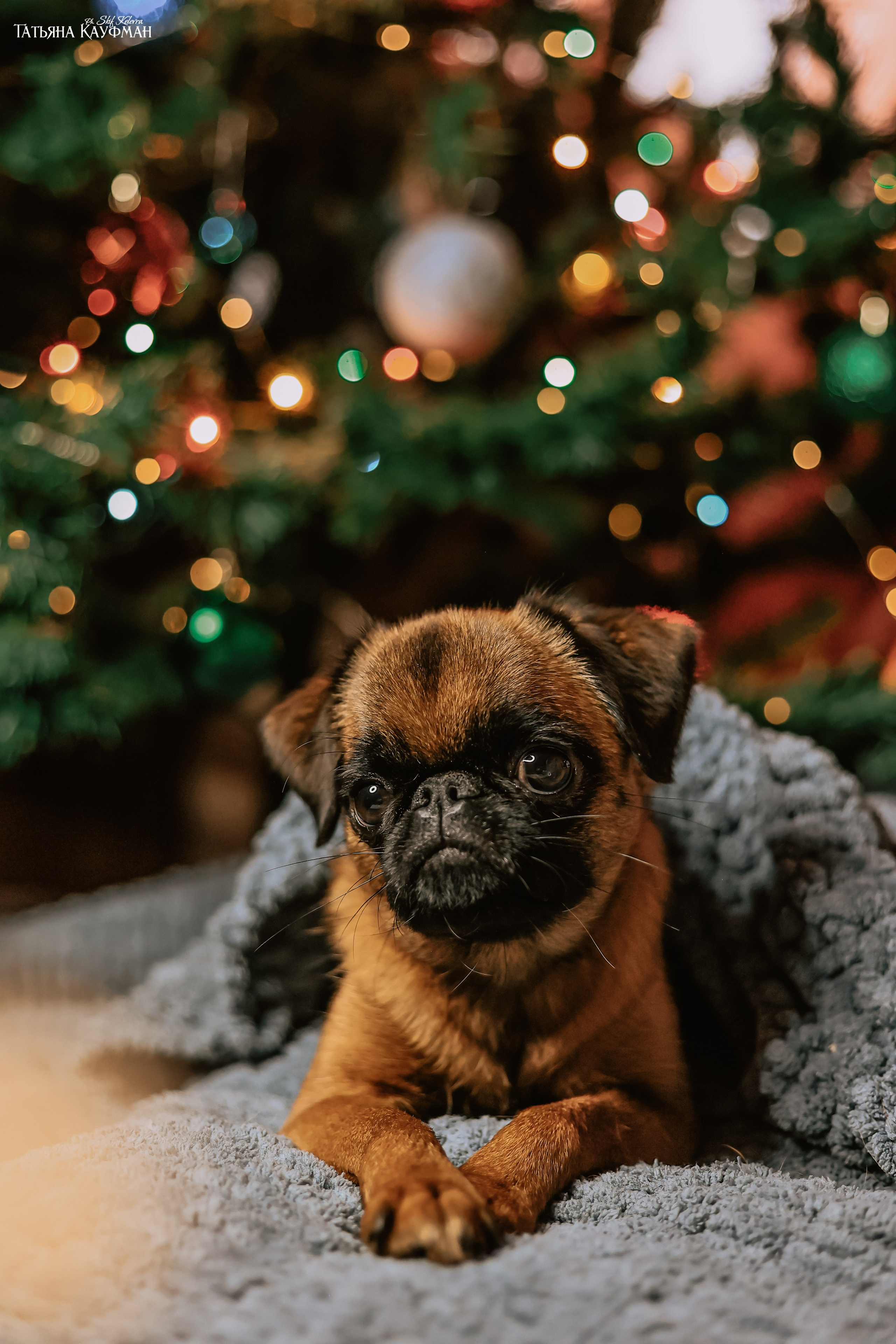 Малый брабансон, фотография брабансон, красивая собака, фотограф анималист, фотокурс Анималистика, научиться фотографировать собак, фотограф Новосибирск