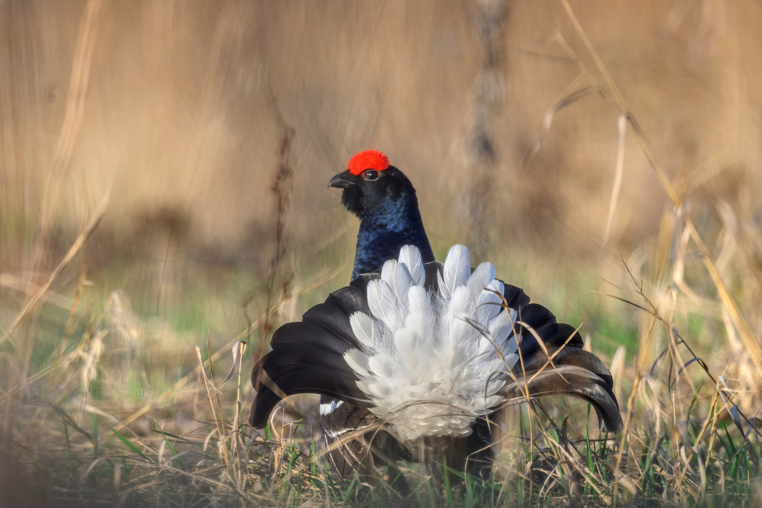 Тетерев. Wildlife photography by Sergey Puponin
