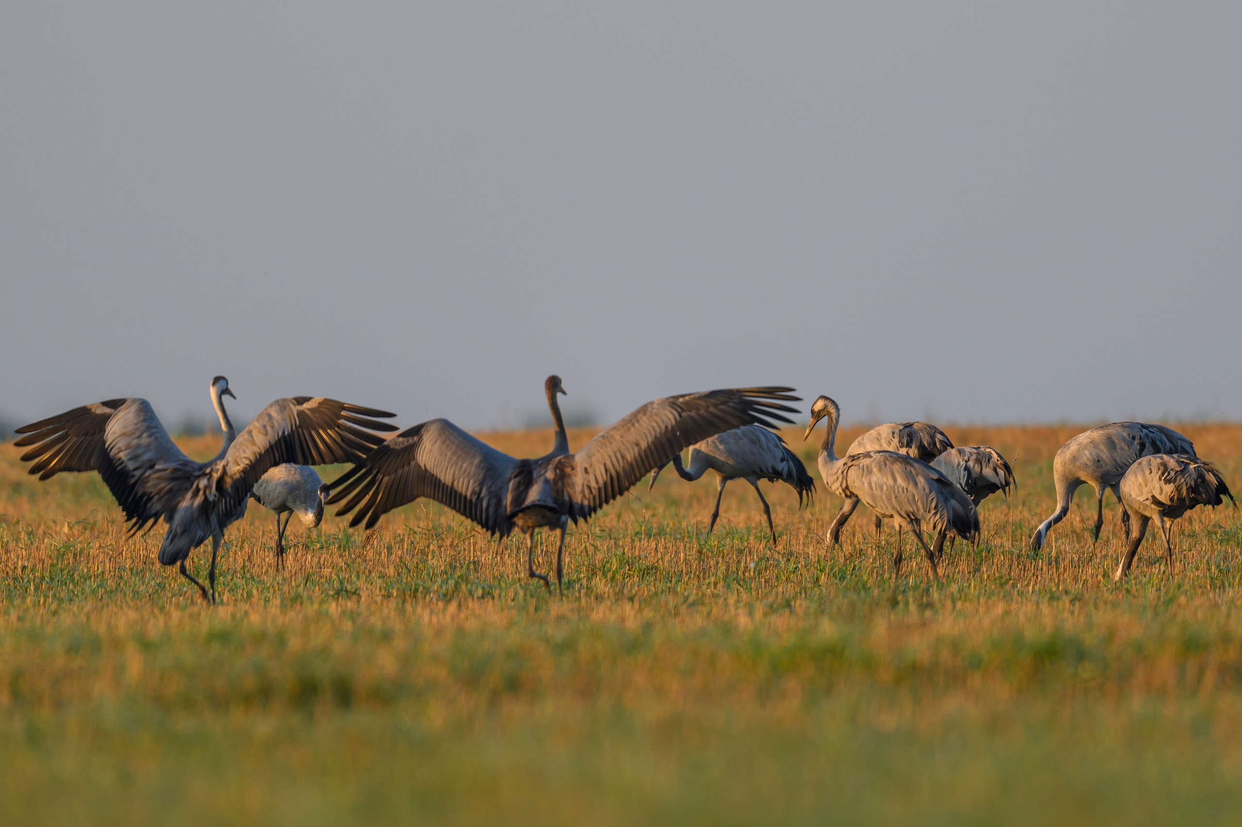 Танцы журавлей. Dances of the Cranes. Фотограф Сергей Пупонин