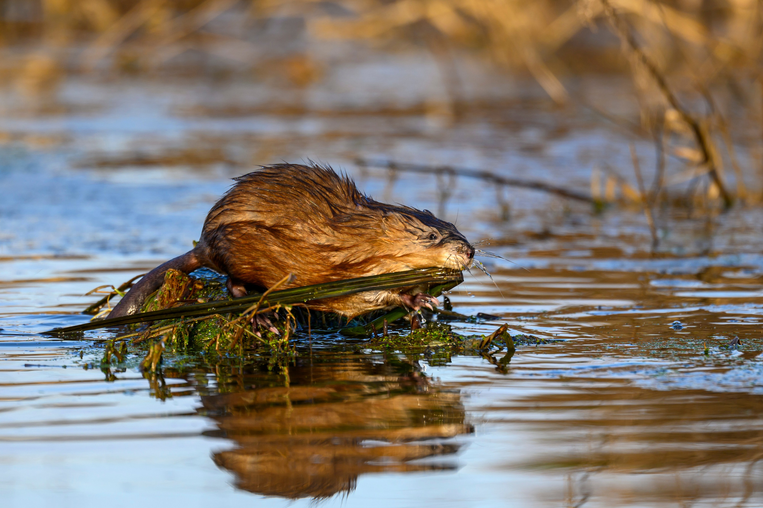 Журавли и ондатра. Wildlife photography by Sergey Puponin