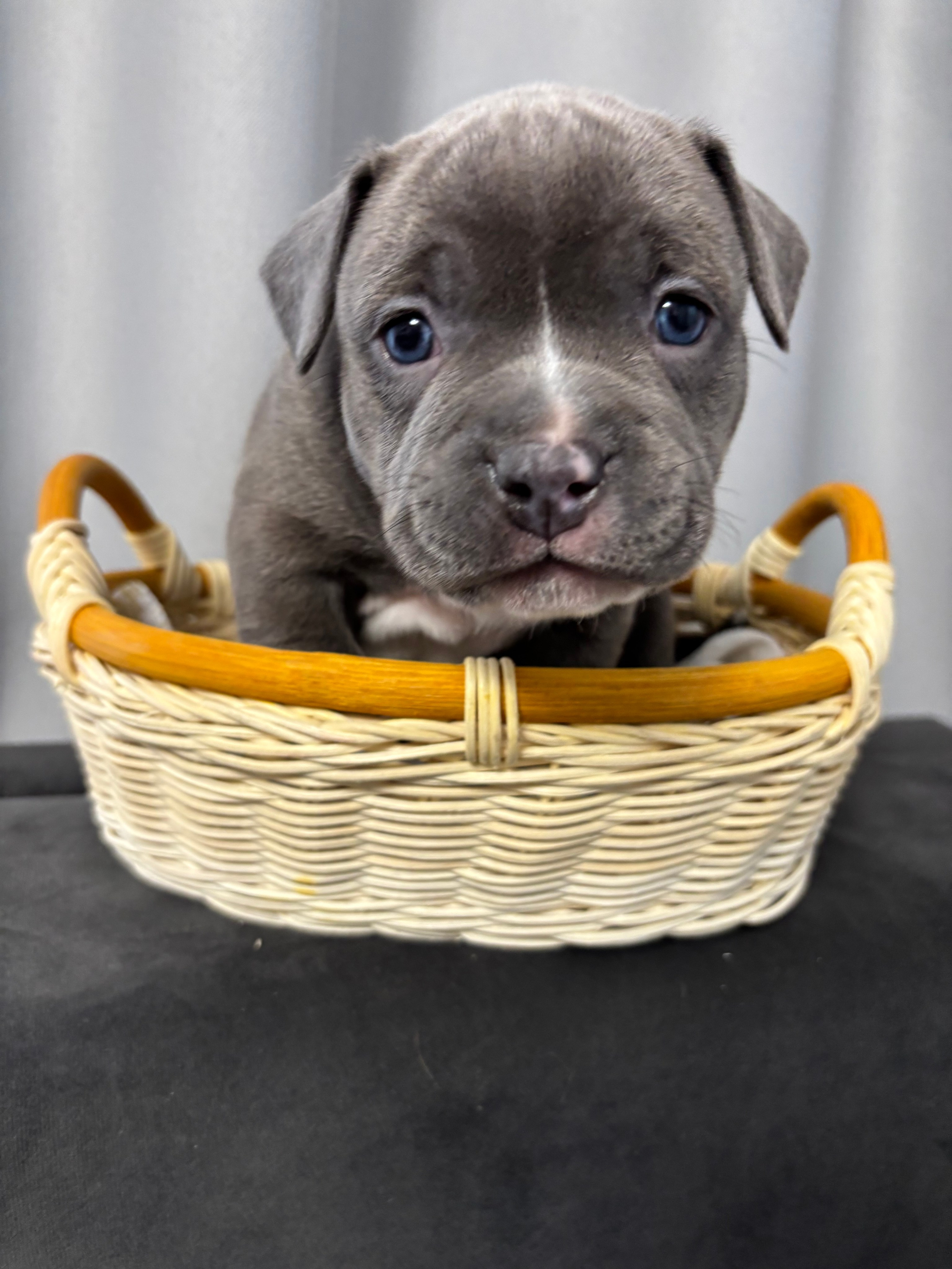 Помет Рич и Дося 04.02.25. Американский Булли в г. Ростов-на-Дону. Питомник THE POWER OF SIBERIA