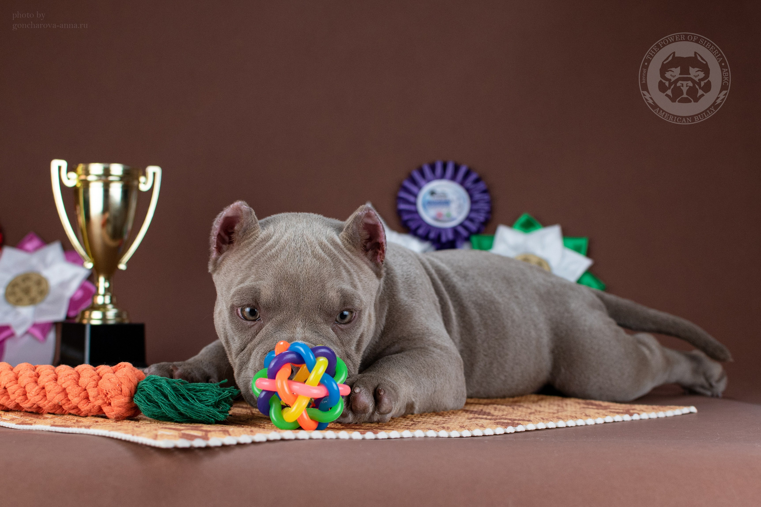 официальный питомник American Bully в Питере