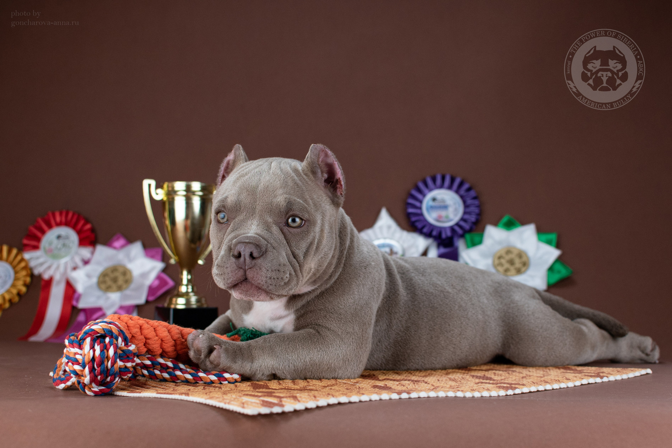 официальный питомник Американского Булли в Питере