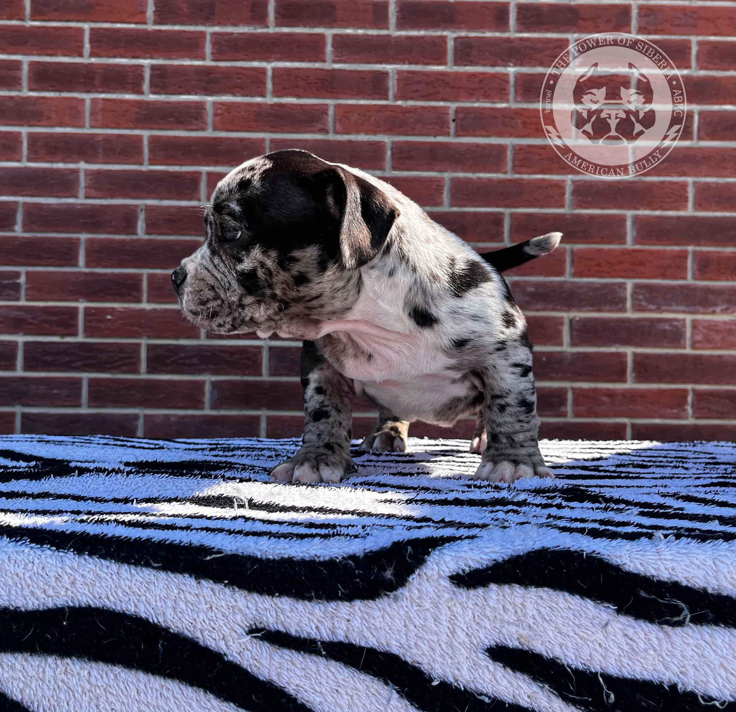Помет Каспер и Асти. 13.04.25. Американский Булли в г. Ростов-на-Дону. Питомник THE POWER OF SIBERIA