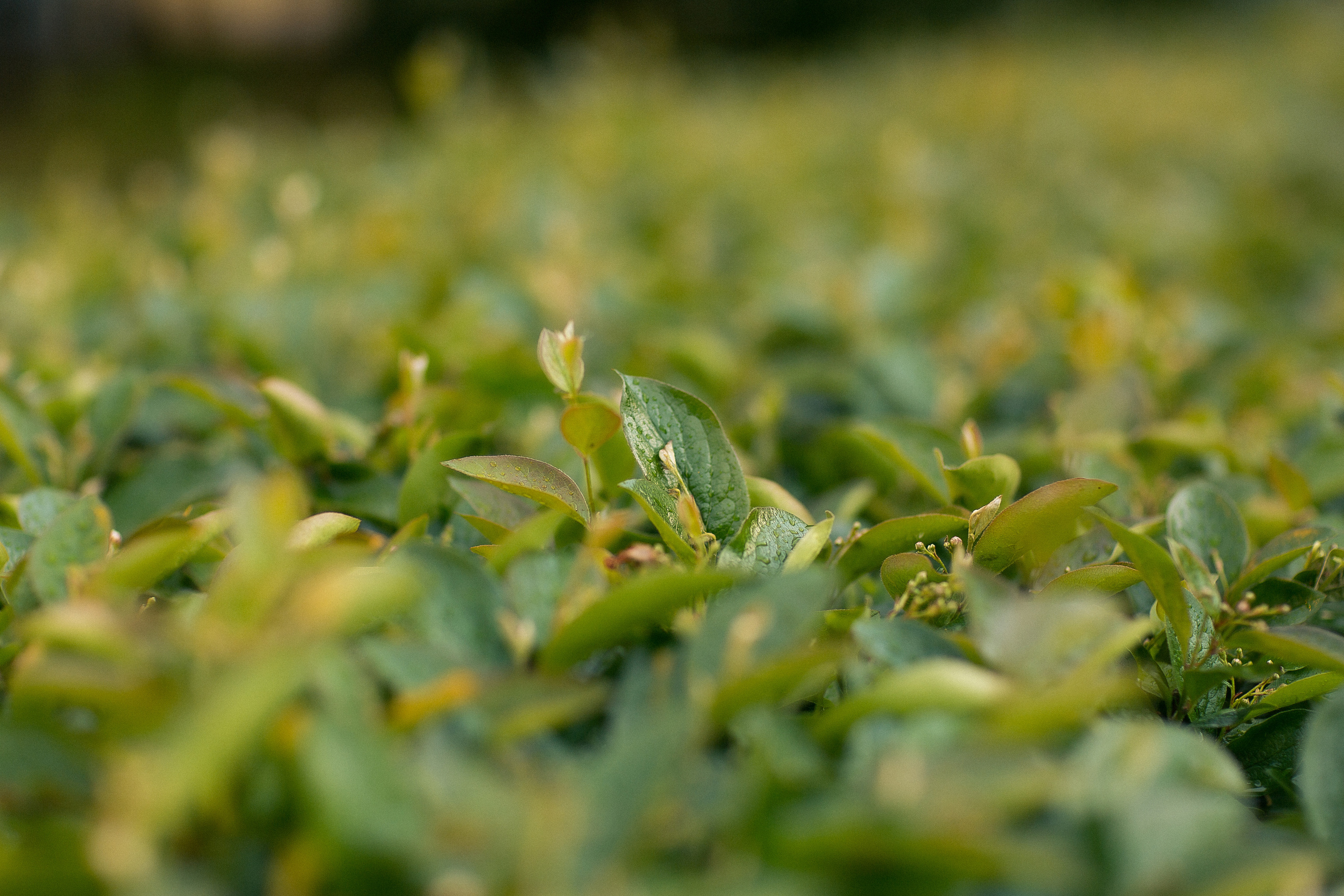 Короткая прогулка. Анна Гидрос — профессиональный фотограф в Санкт-Петербурге