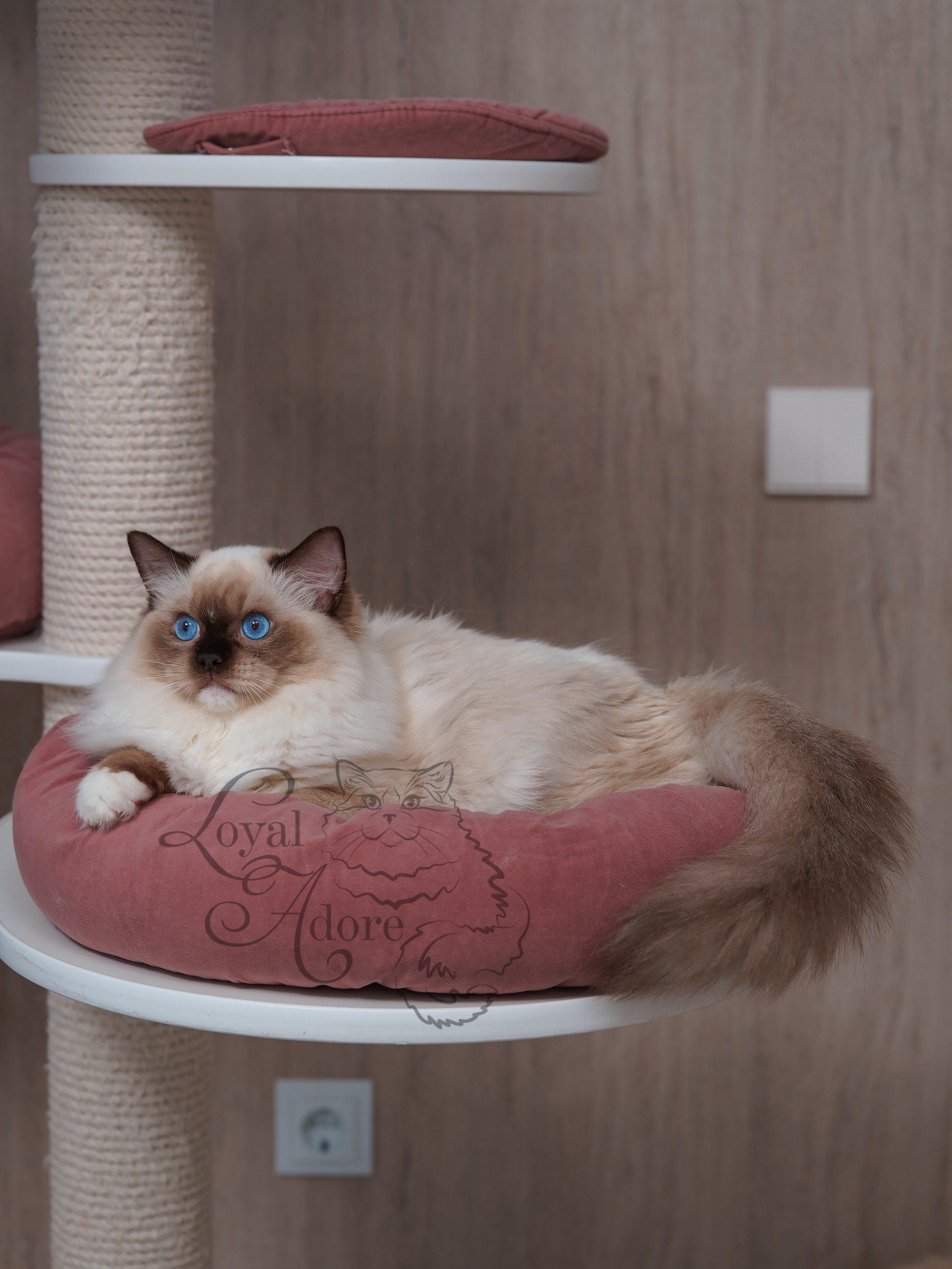 Все свободные котята. Питомник рэгдолл Loyal Adore