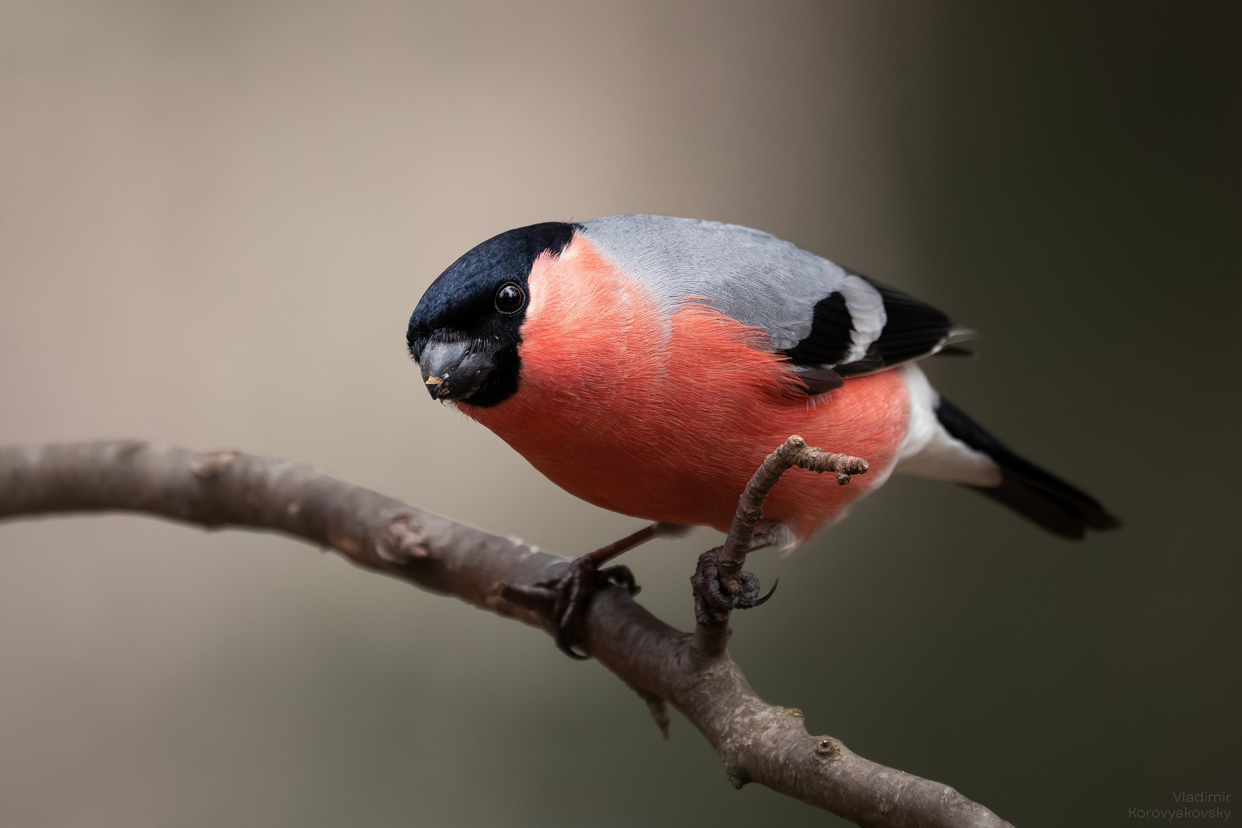 Животные. Фотограф Владимир Коровяковский