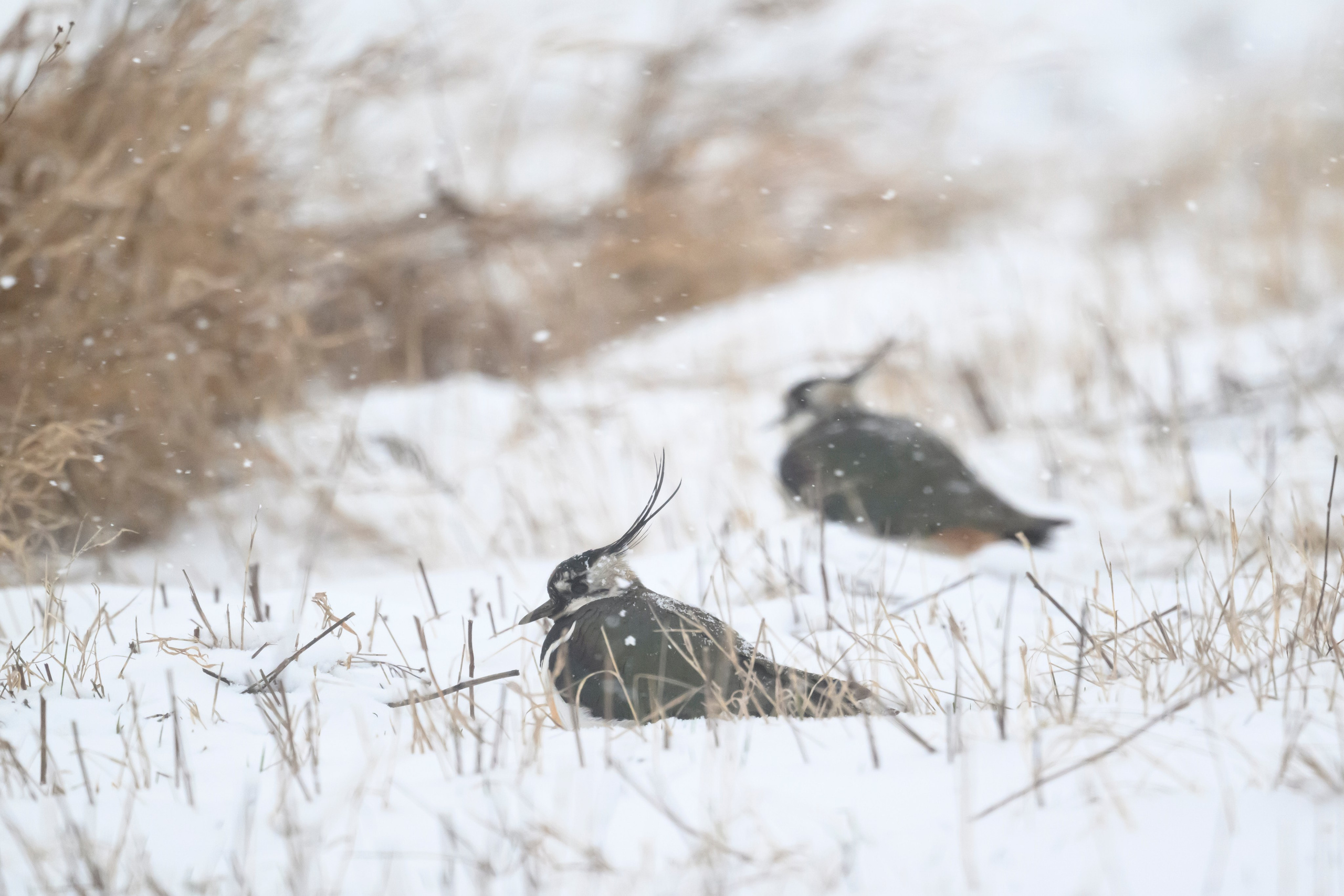 Метель продолжается. Wildlife photography by Sergey Puponin