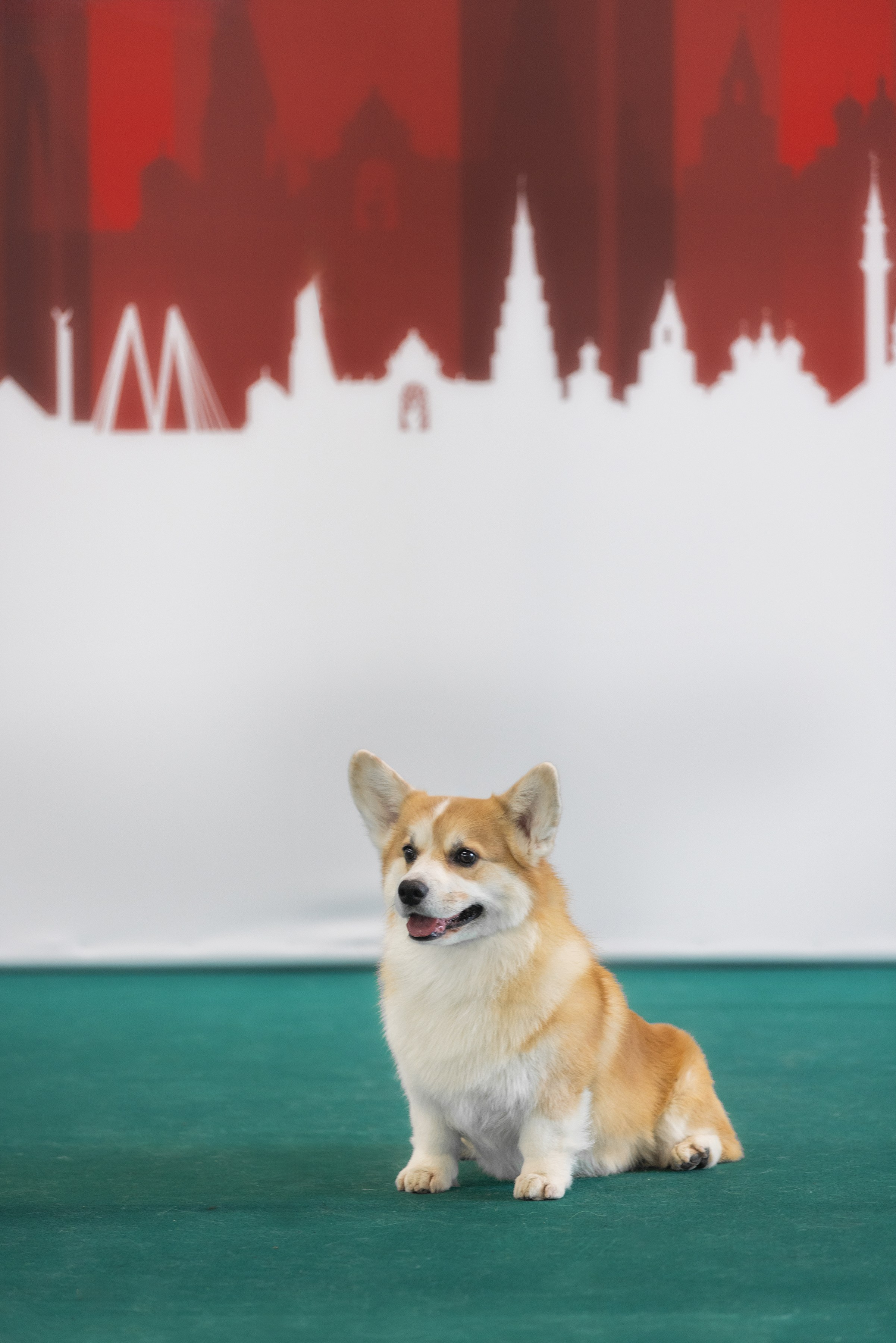 Фотограф Алена Звездина