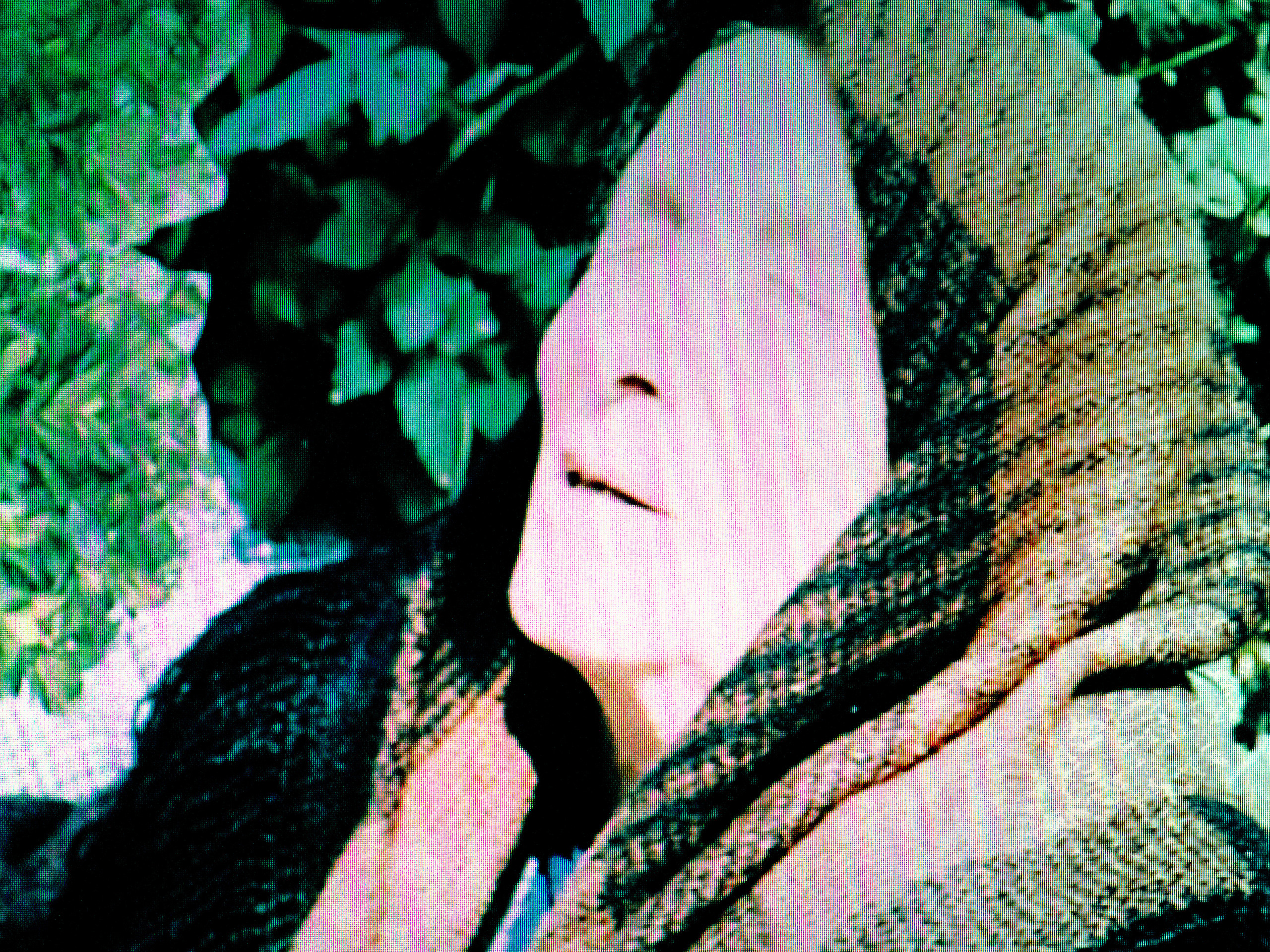 Phobia. Alexander Zorin