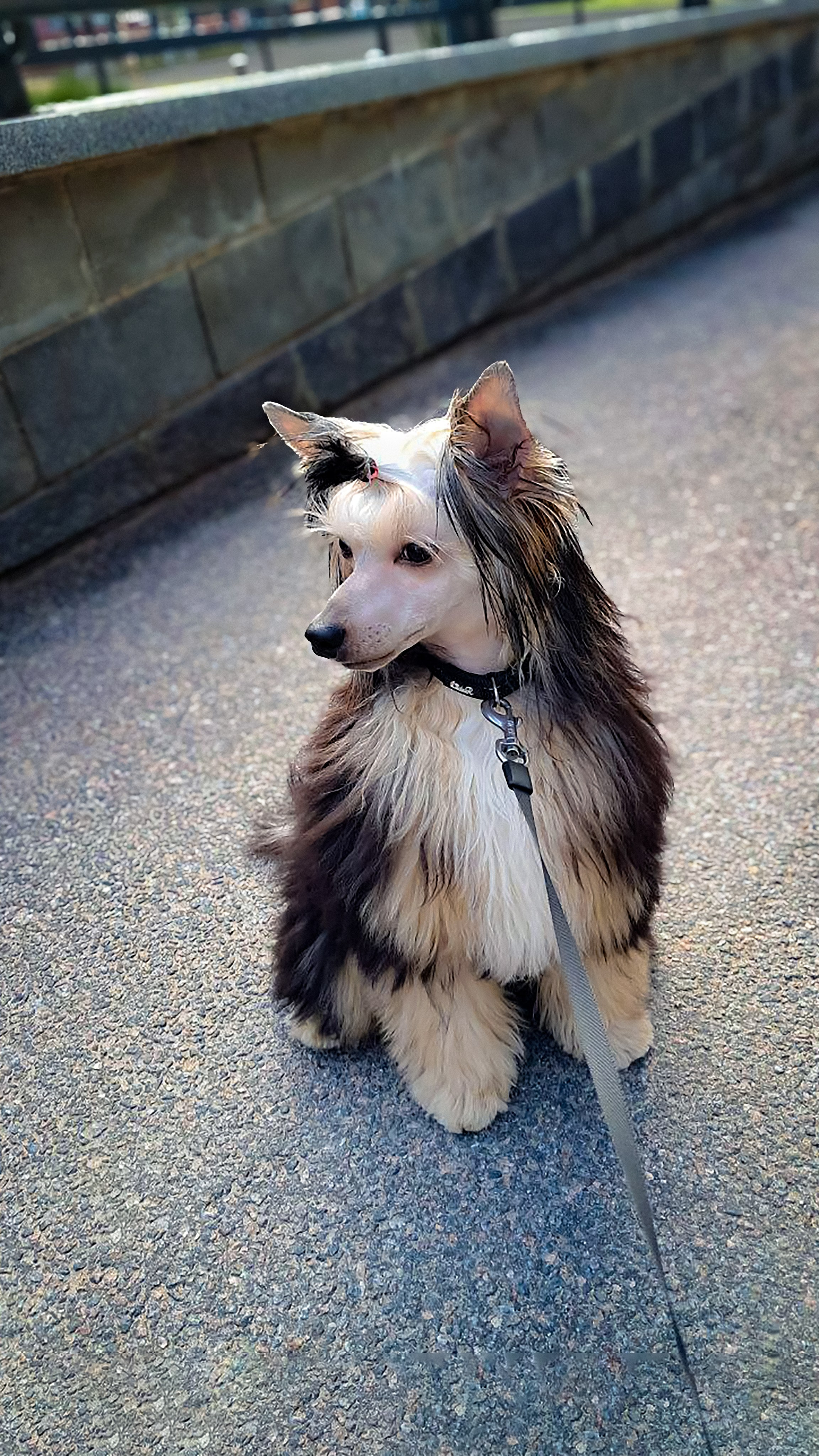 Пуховый красавчик Феликс прислал привет. Питомник китайских хохлатых собак Poale Ell: купить щенка