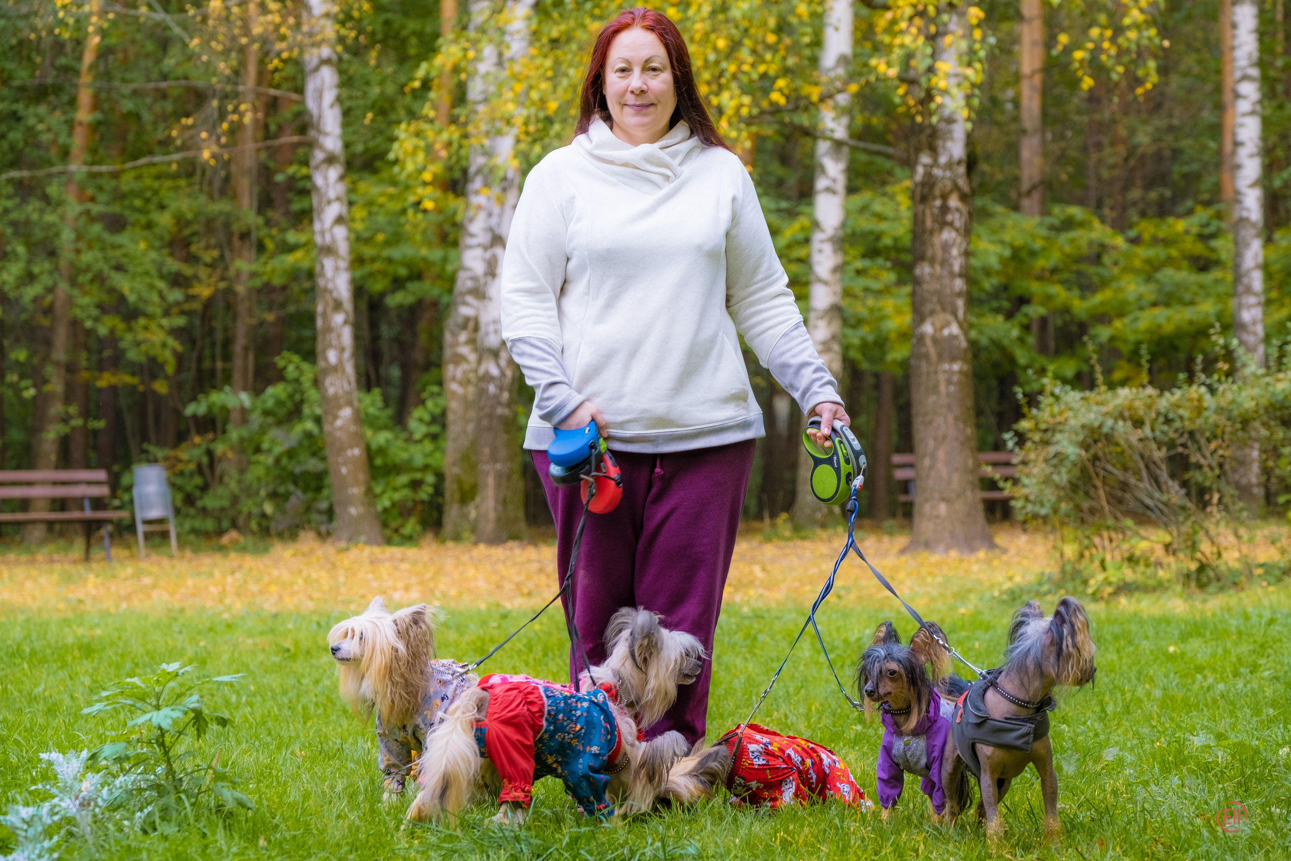 Morning walk in the park. Chinese Crested Dog Kennel Poale Ell