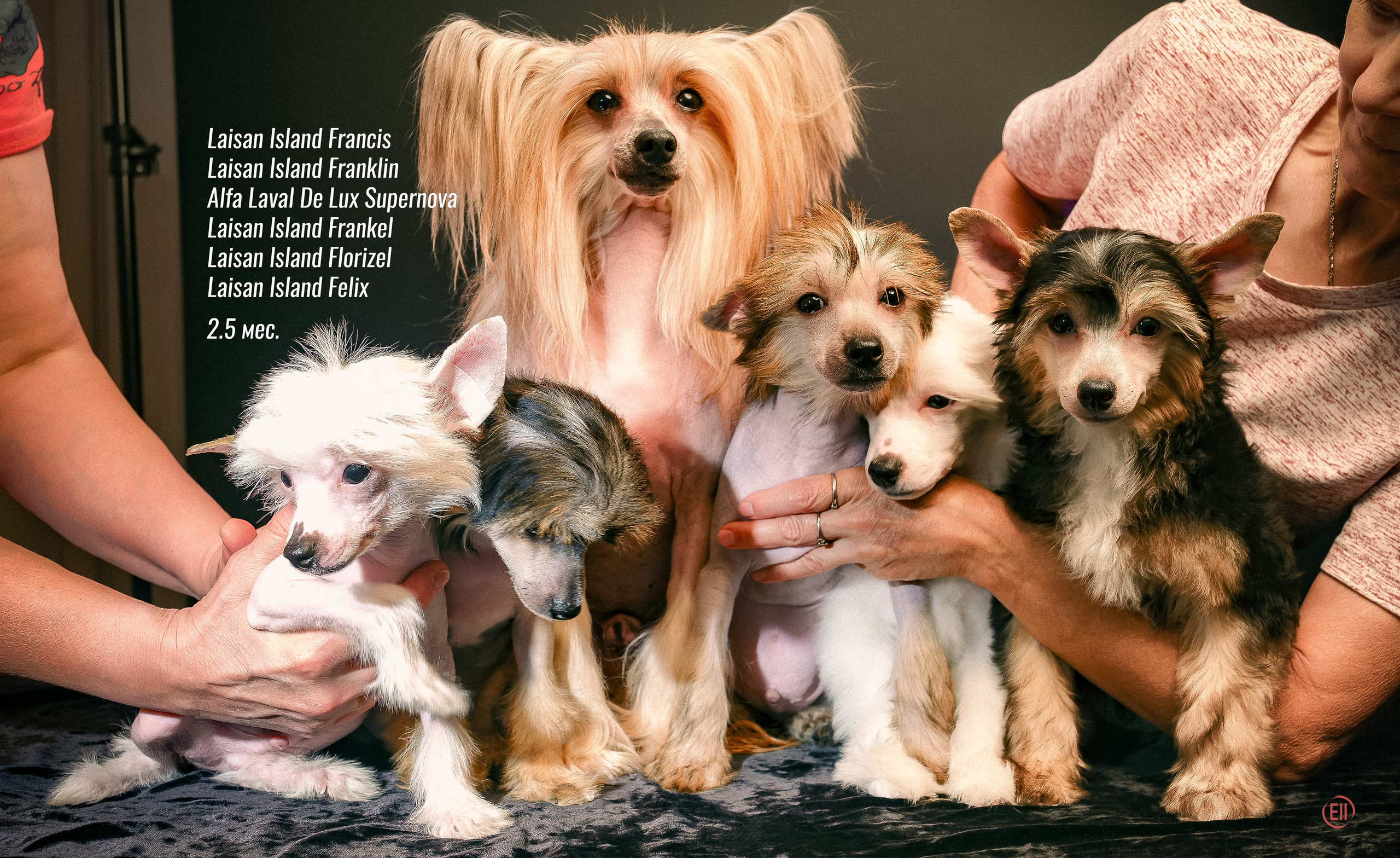 First photo session of the litter “F” of the Laisan Island kennel. Chinese Crested Dog Kennel Poale Ell