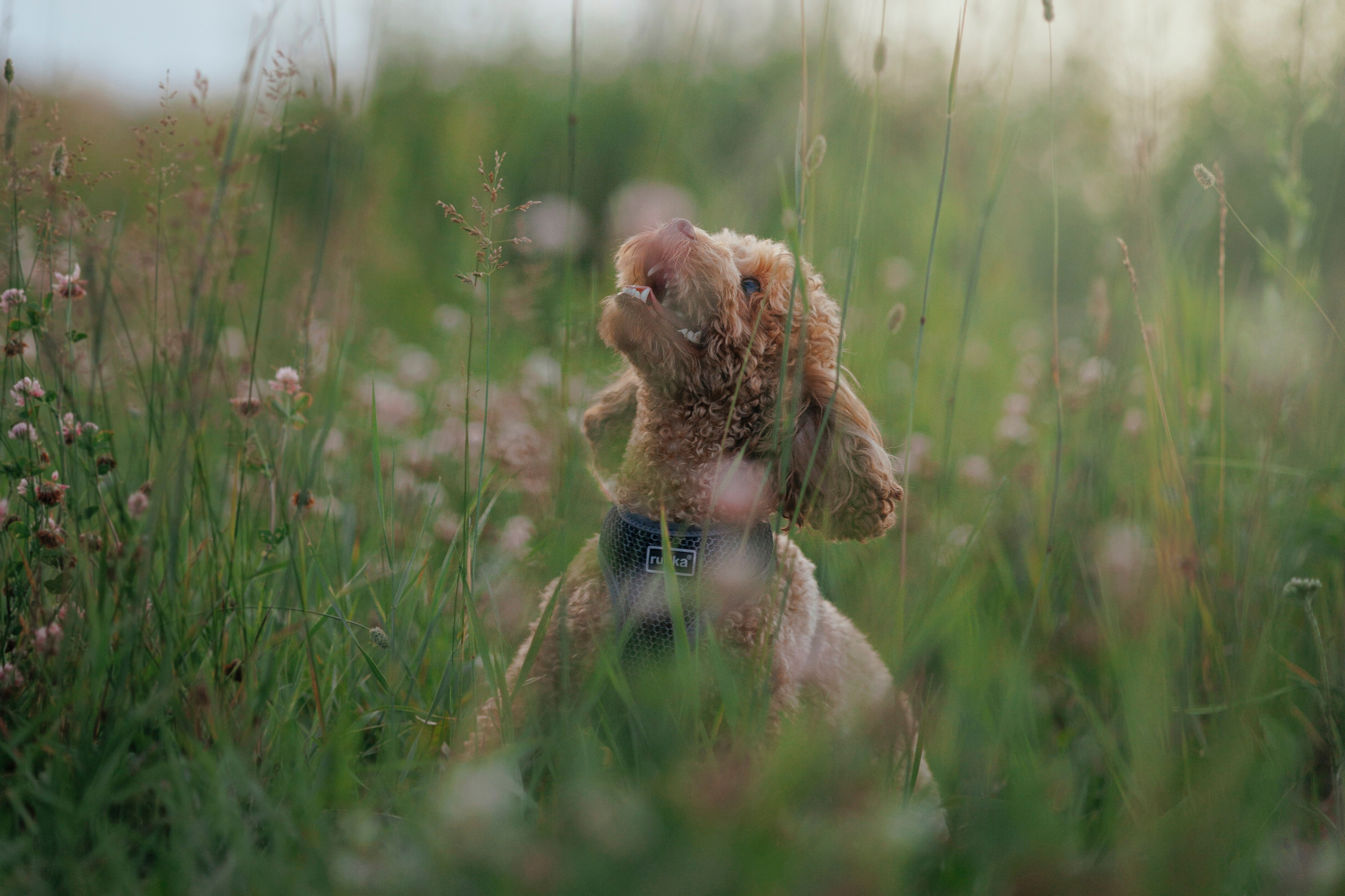 Анастасия Белаш