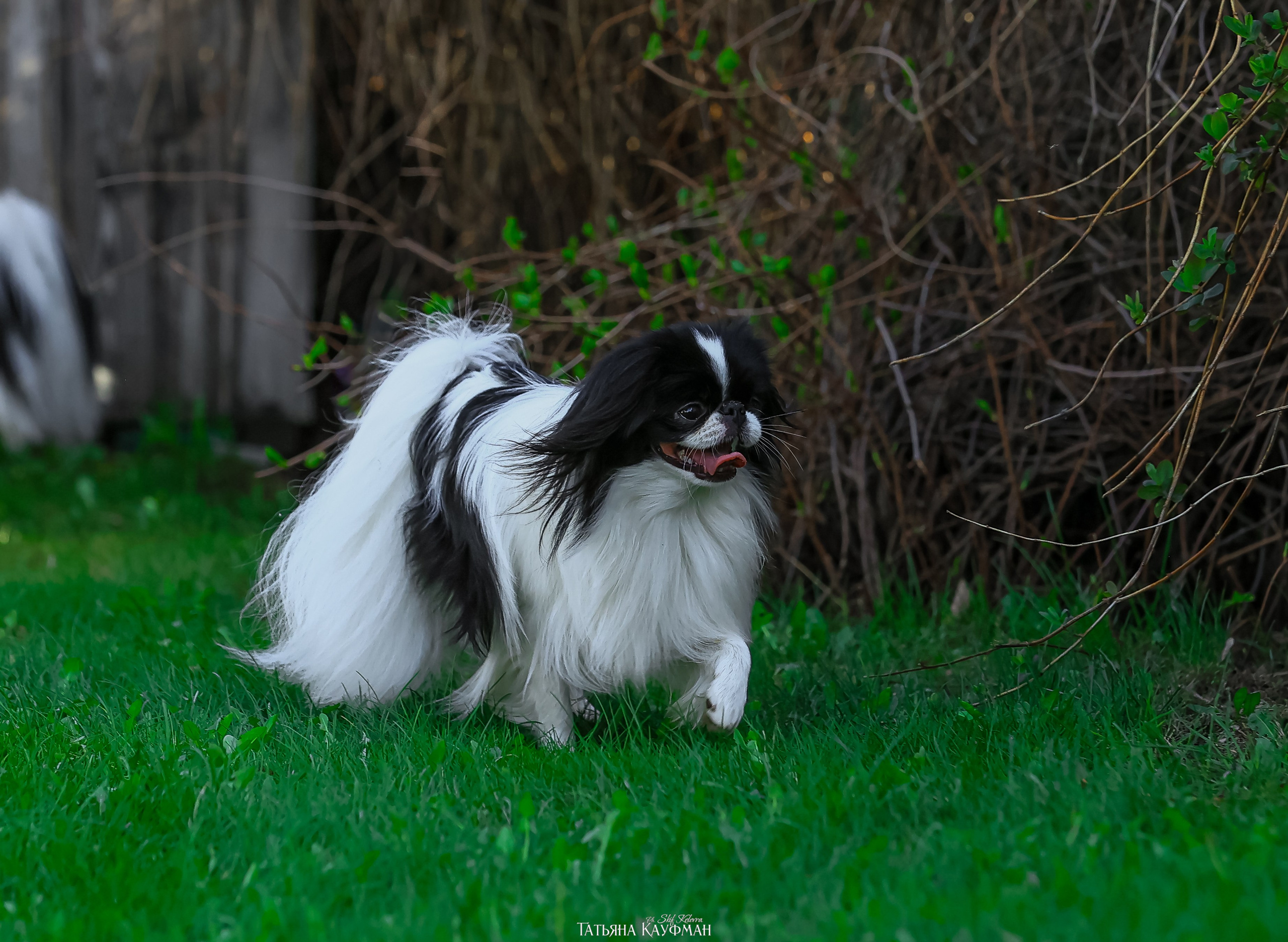 Японский хин, фотография японский хин, собака в цветах, красивая собака, фотограф анималист, фотокурс Анималистика, научиться фотографировать собак, фотограф Новосибирск