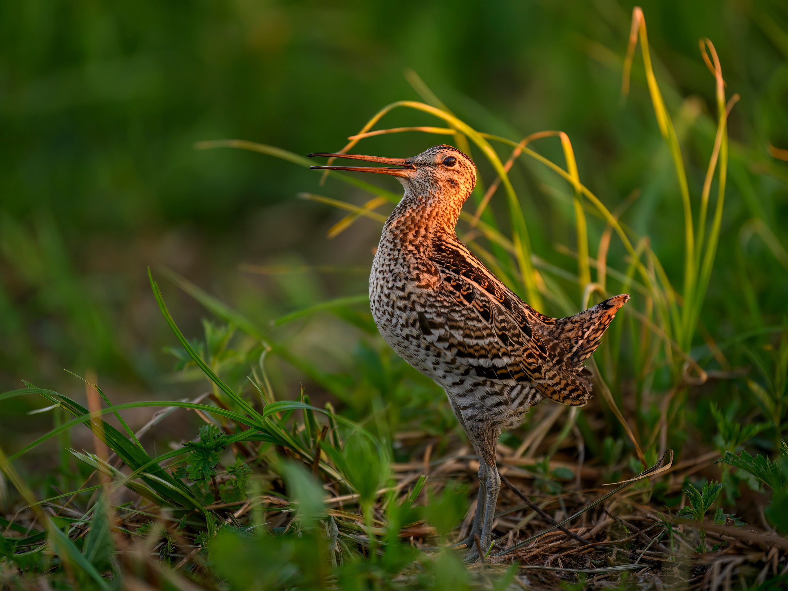 Дупелиный ток: настоящие гусары!. Фотограф Сергей Пупонин