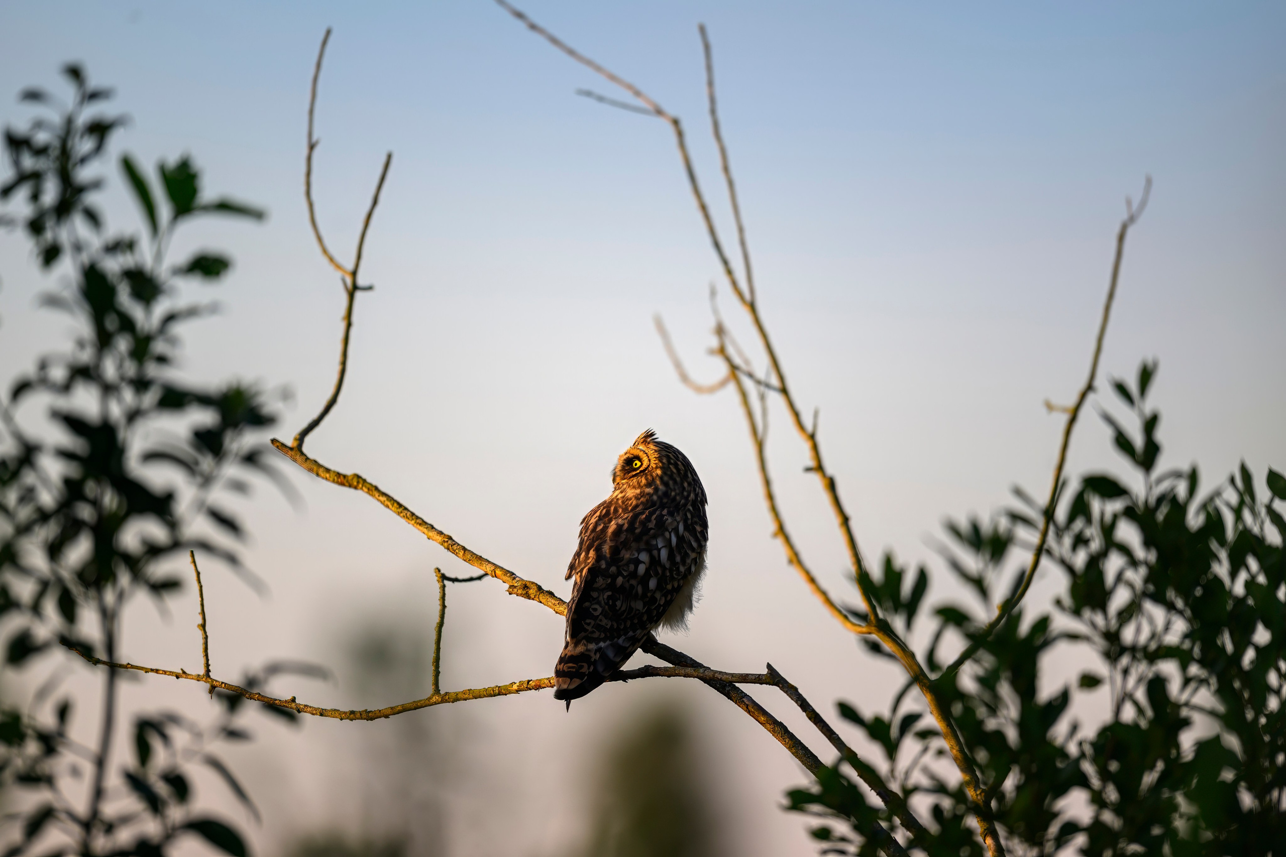 Сова и совята. Owl and owlets. Фотограф Сергей Пупонин