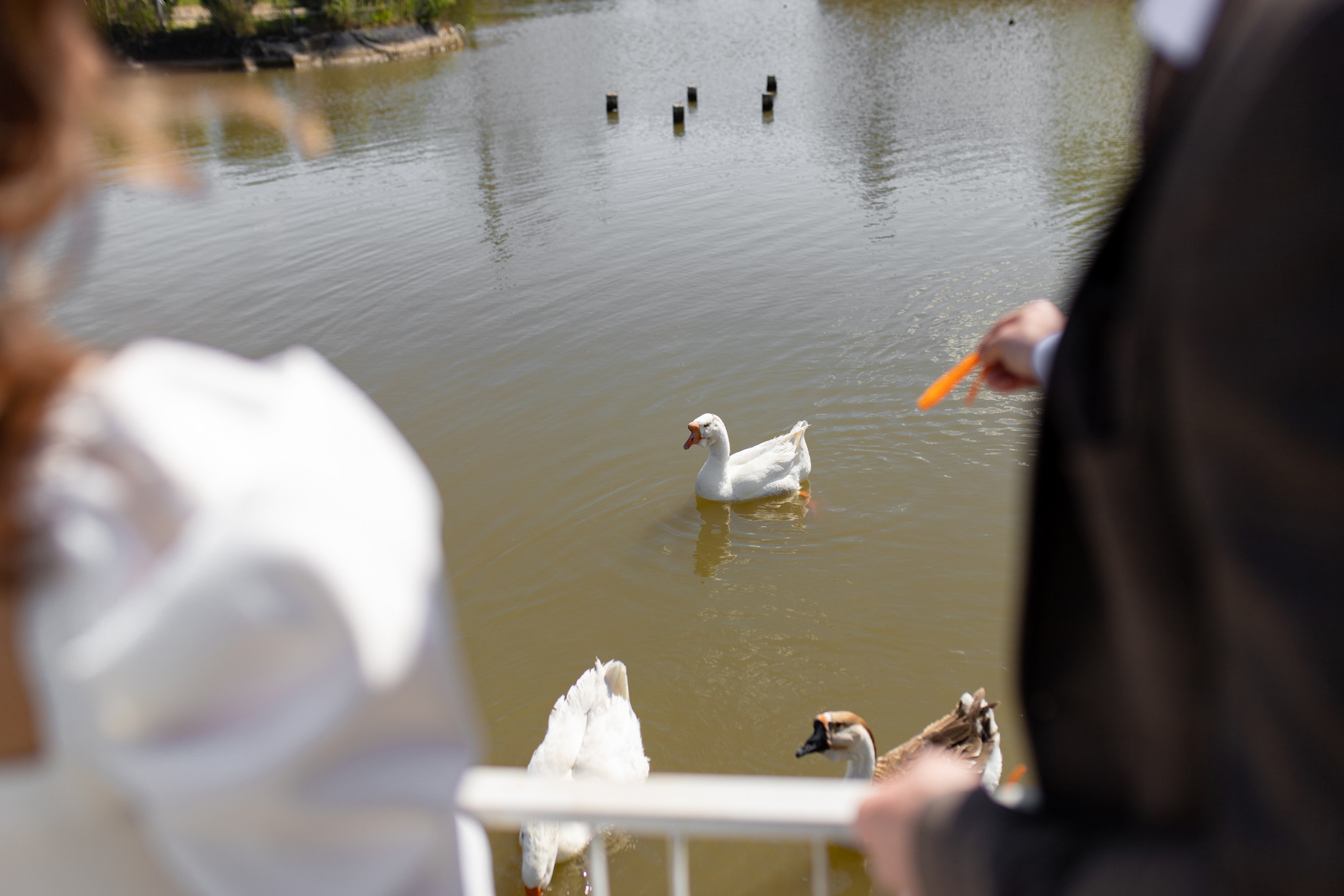 Светлана и Дмитрий. Ястребово. Фотограф Белгород
