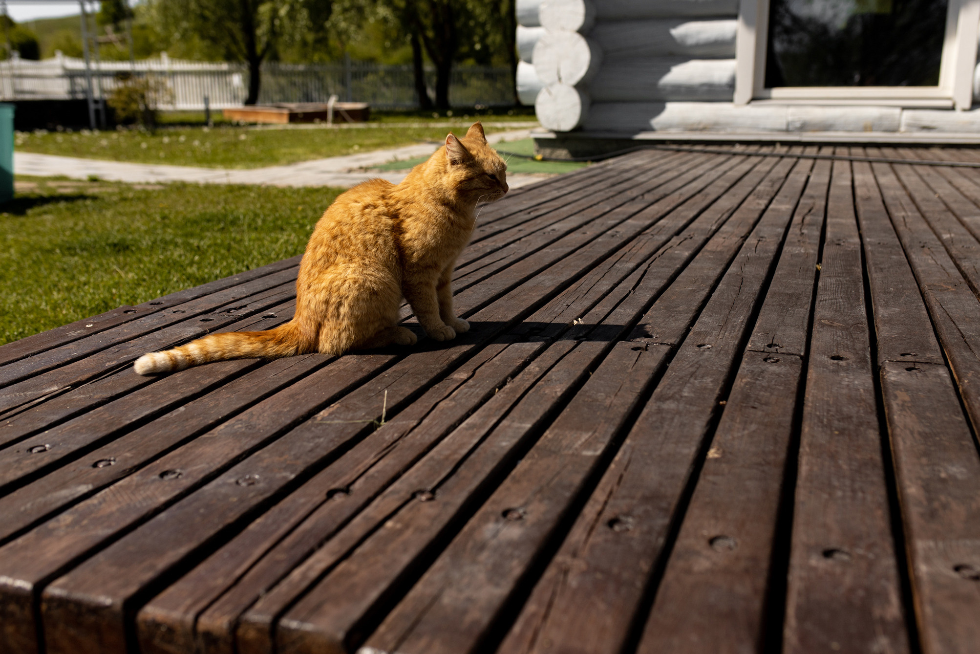 Светлана и Дмитрий. Ястребово. Фотограф Белгород