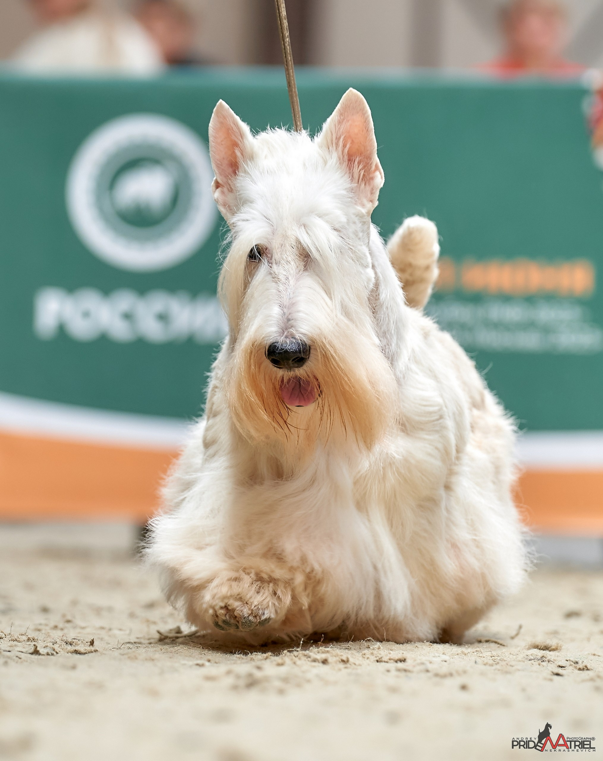 съемка в ринге в движении на выставках собак