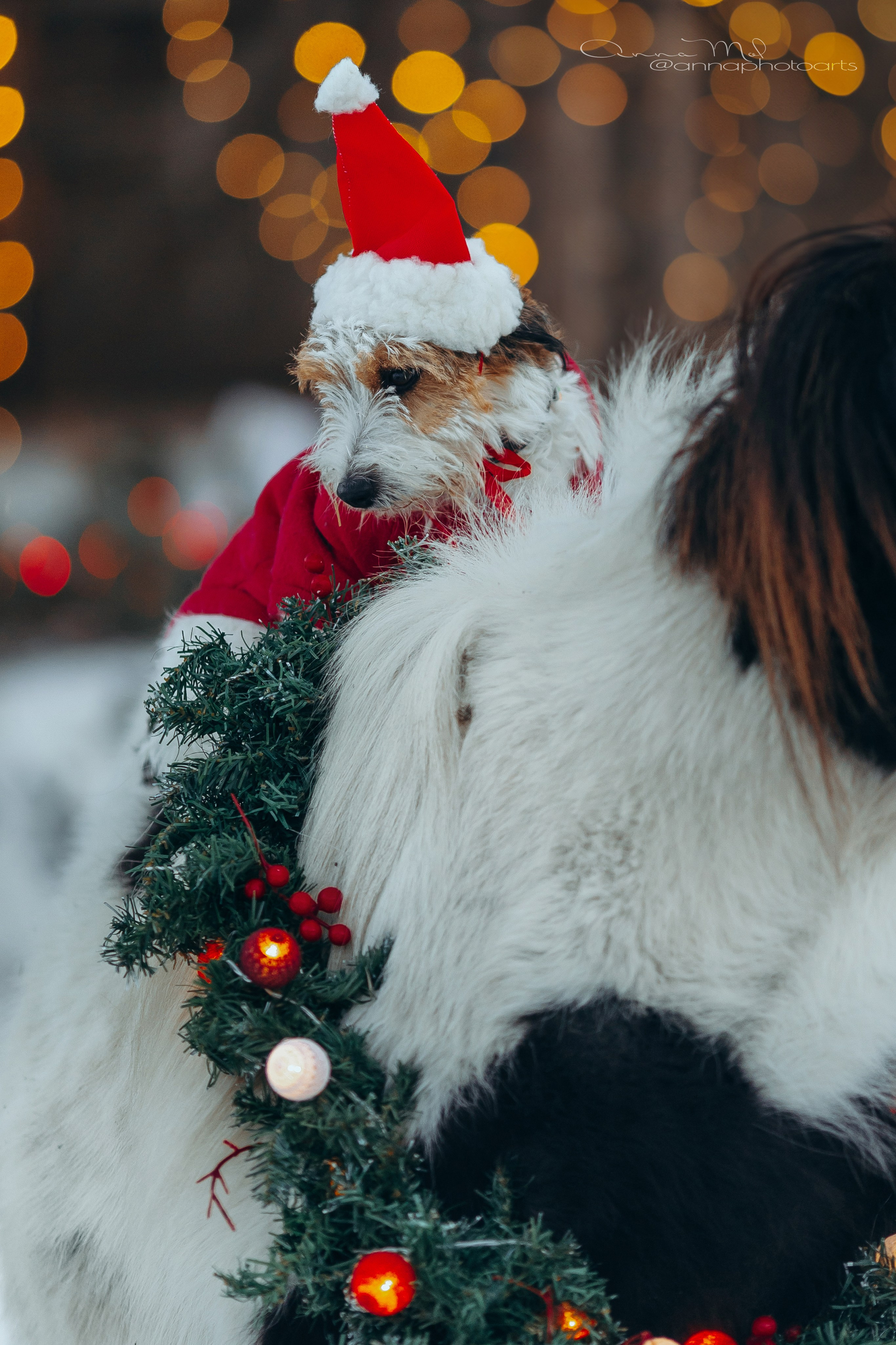 Тариф новогодний 2024. Анна Молчанова конный фотограф в Тюмени | фотосессии с лошадьми Тюмень