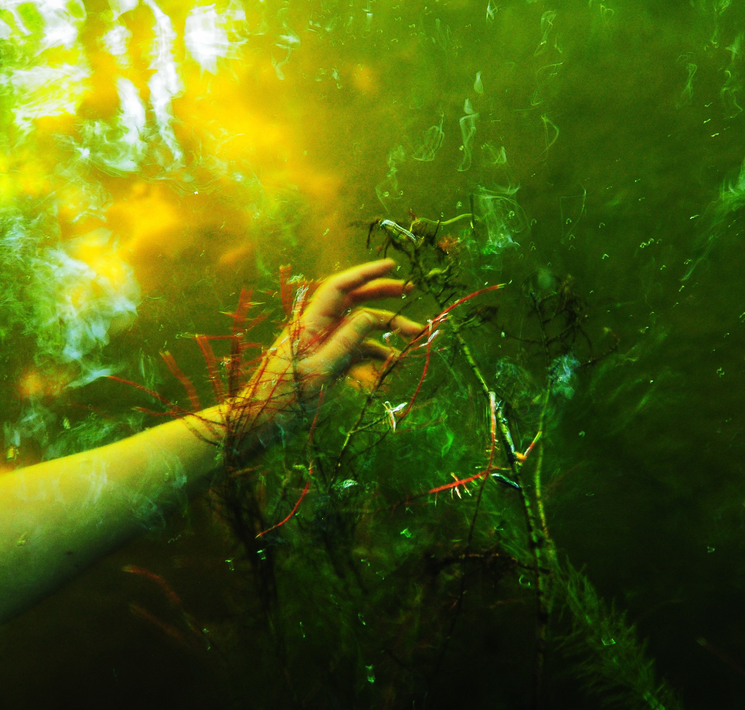 Архив. «Сквозь зелёные воды» Елена Харитонова. Музей истории фотографии в Санкт-Петербурге