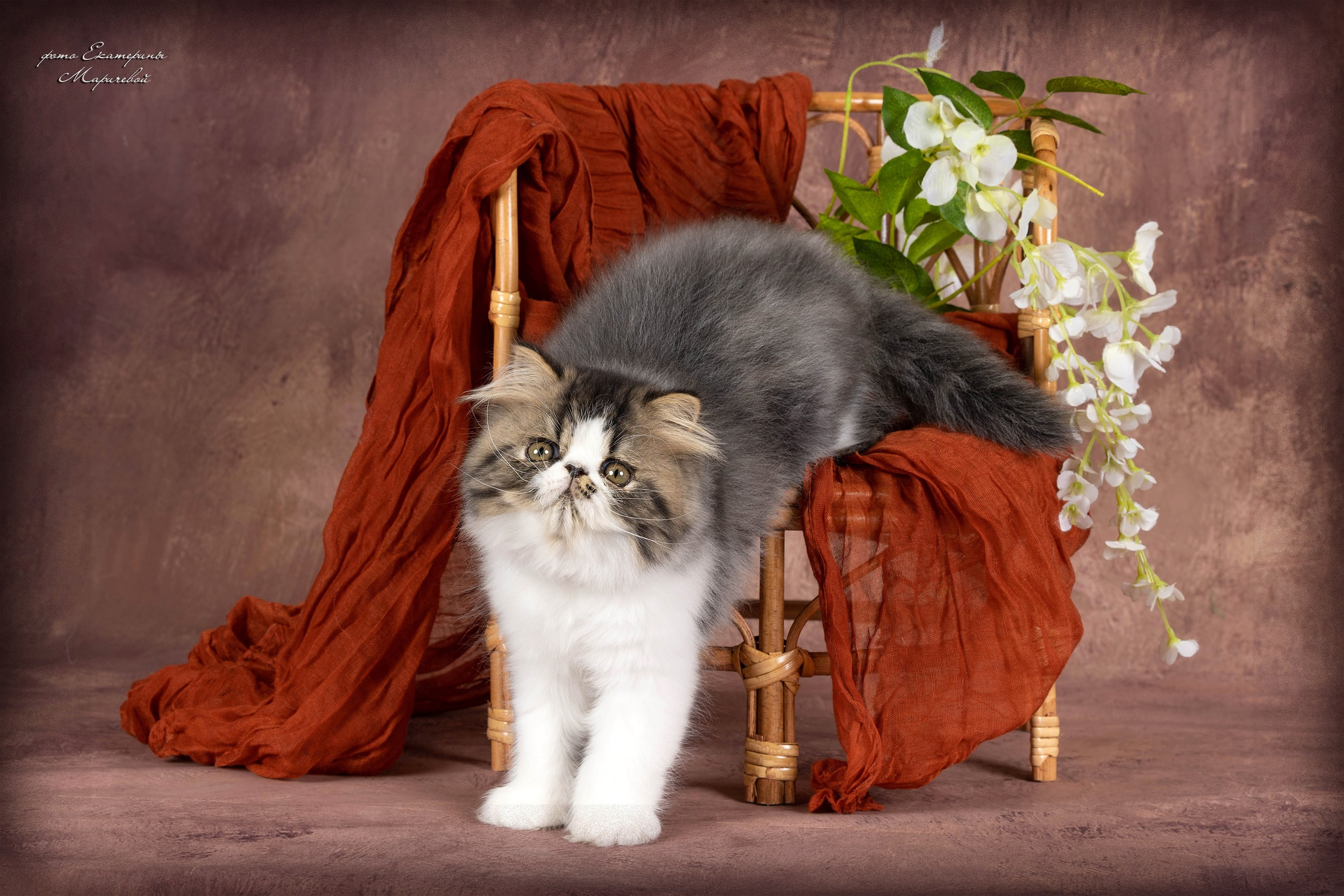 Студийная съёмка на моей территории. Фотограф-анималист в Омске Екатерина Маричева